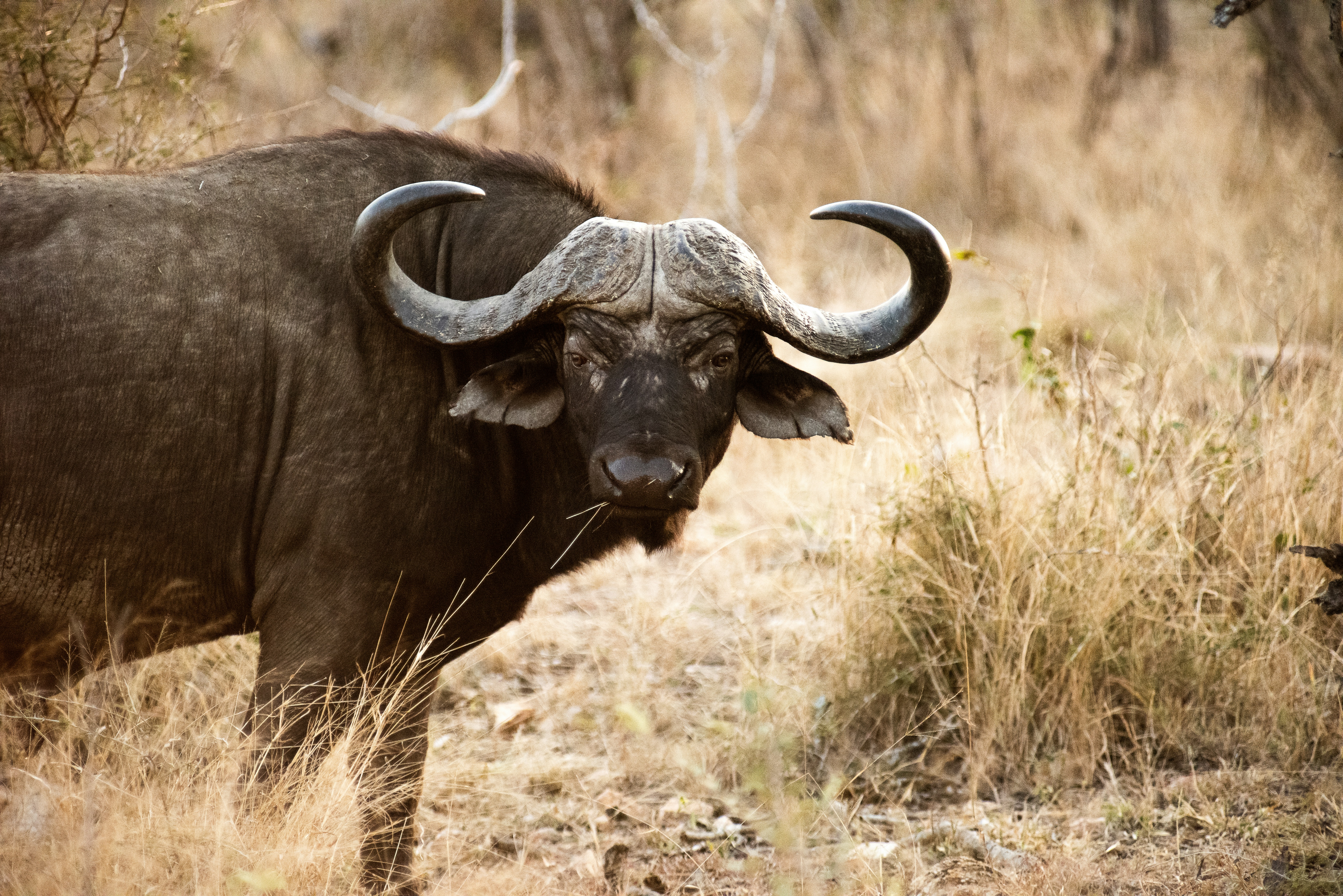 A large buffalo stands in dry grass.
