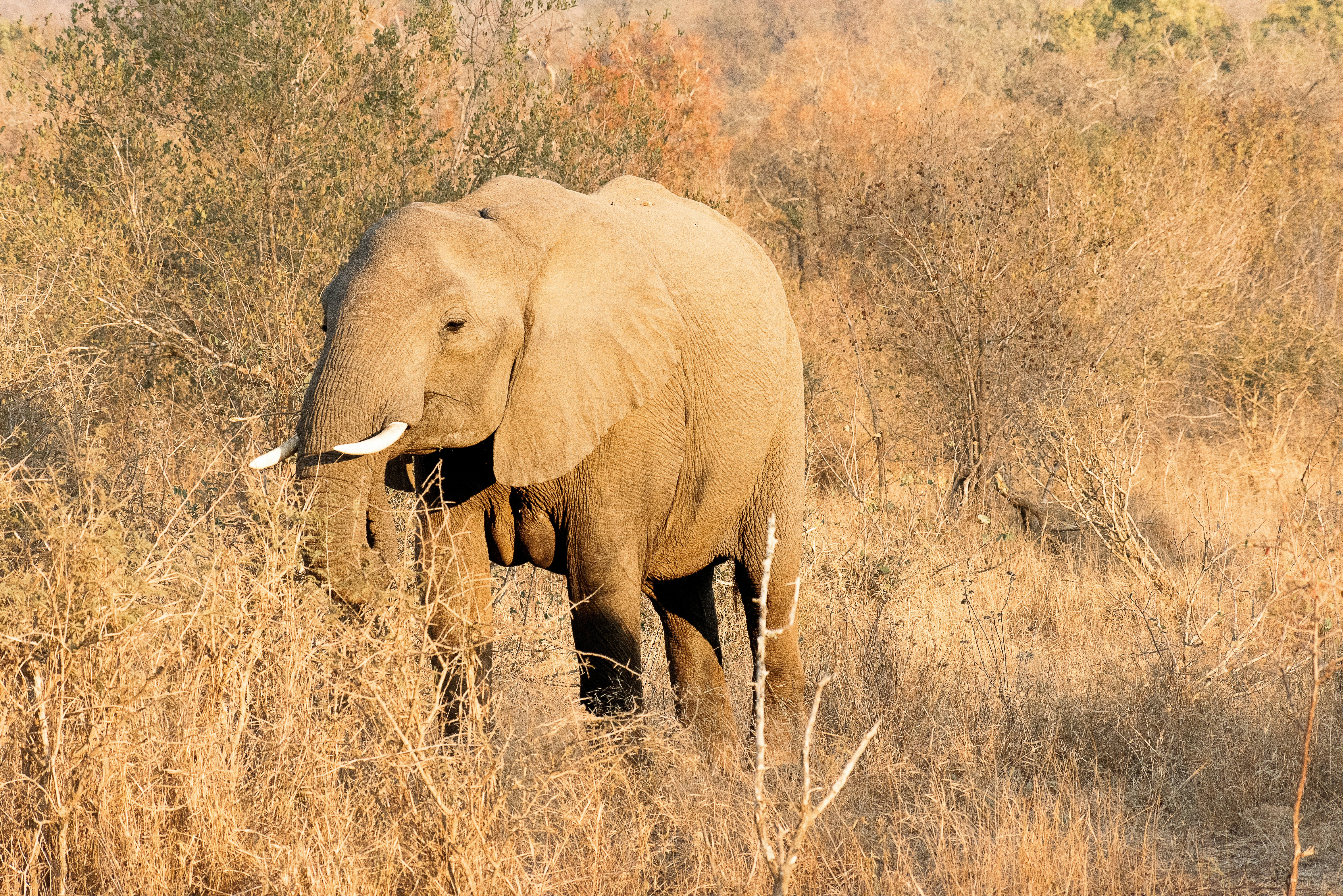An elephant walks through dry, tall grass.