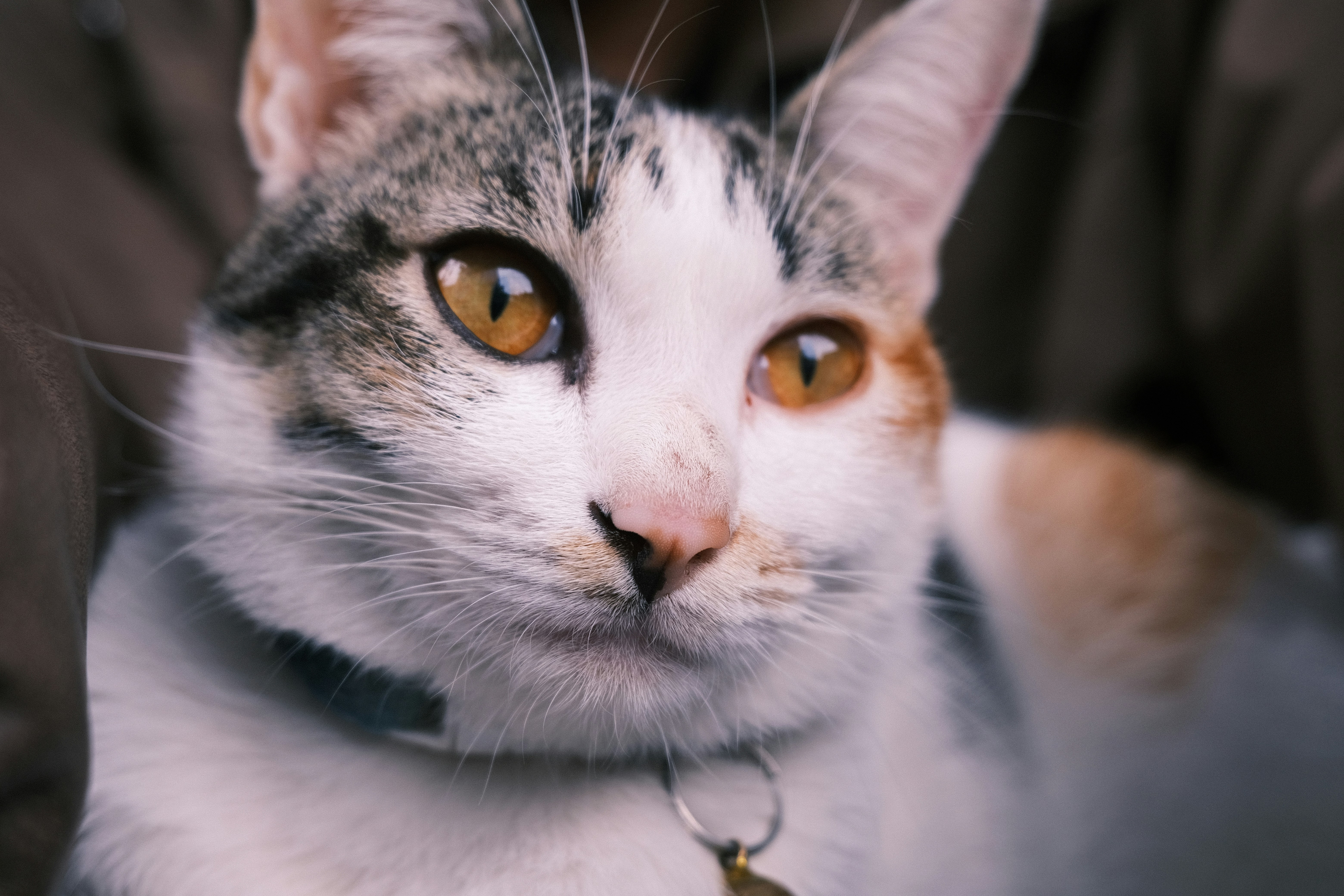 Close-up of a calico cat's face with amber eyes.