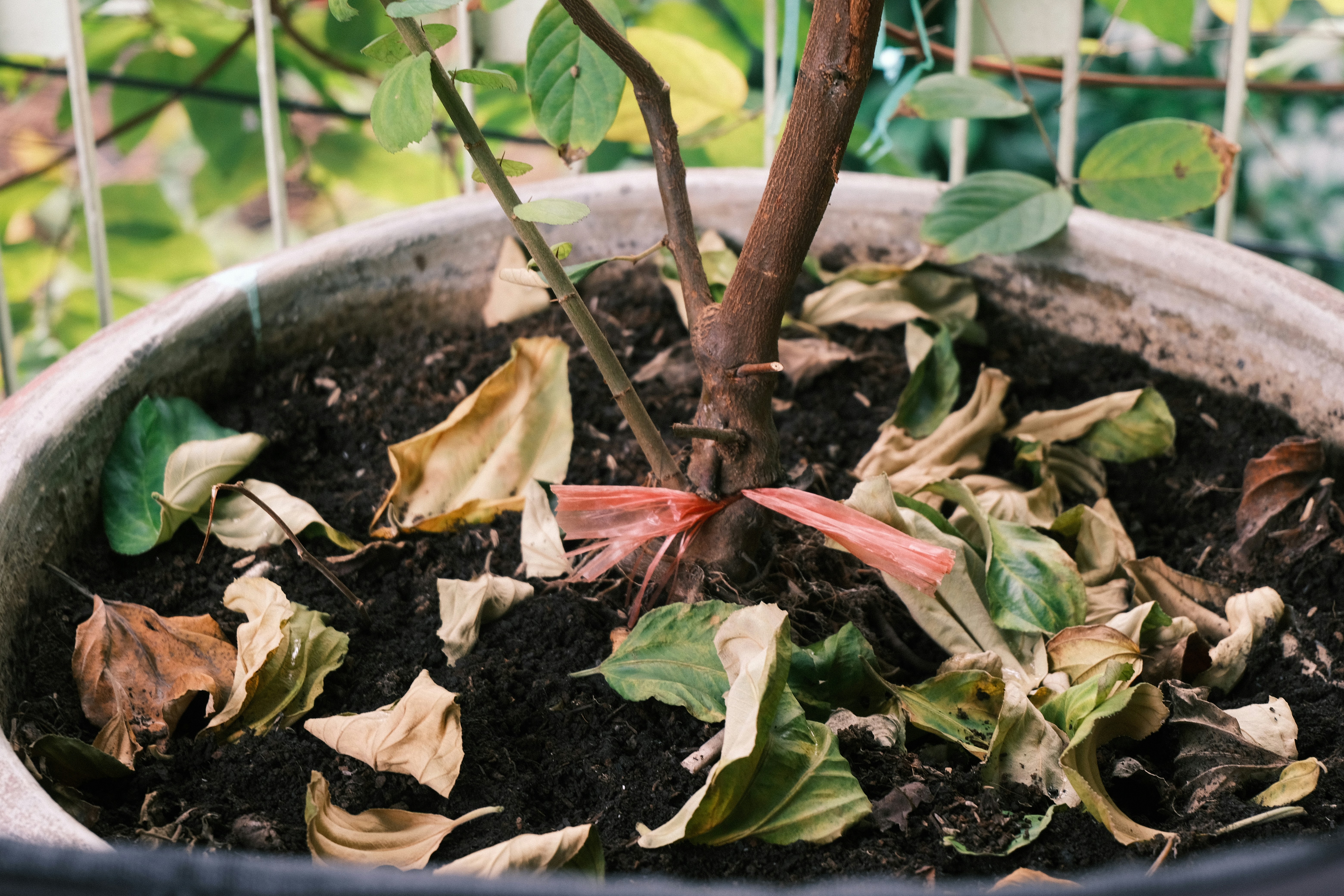 A potted plant with dry and wilting leaves.