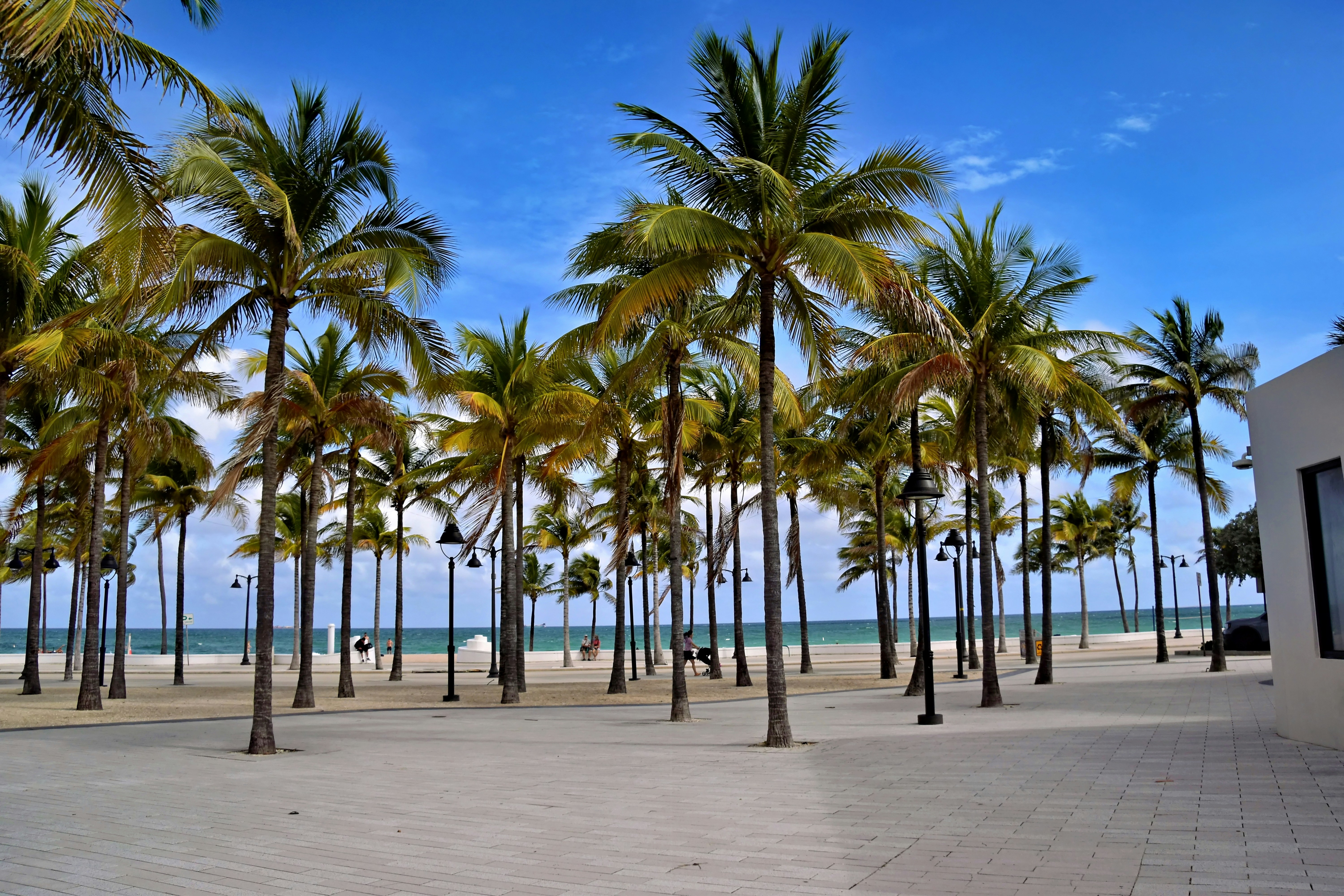 Palm trees on a sandy beach under a blue sky.