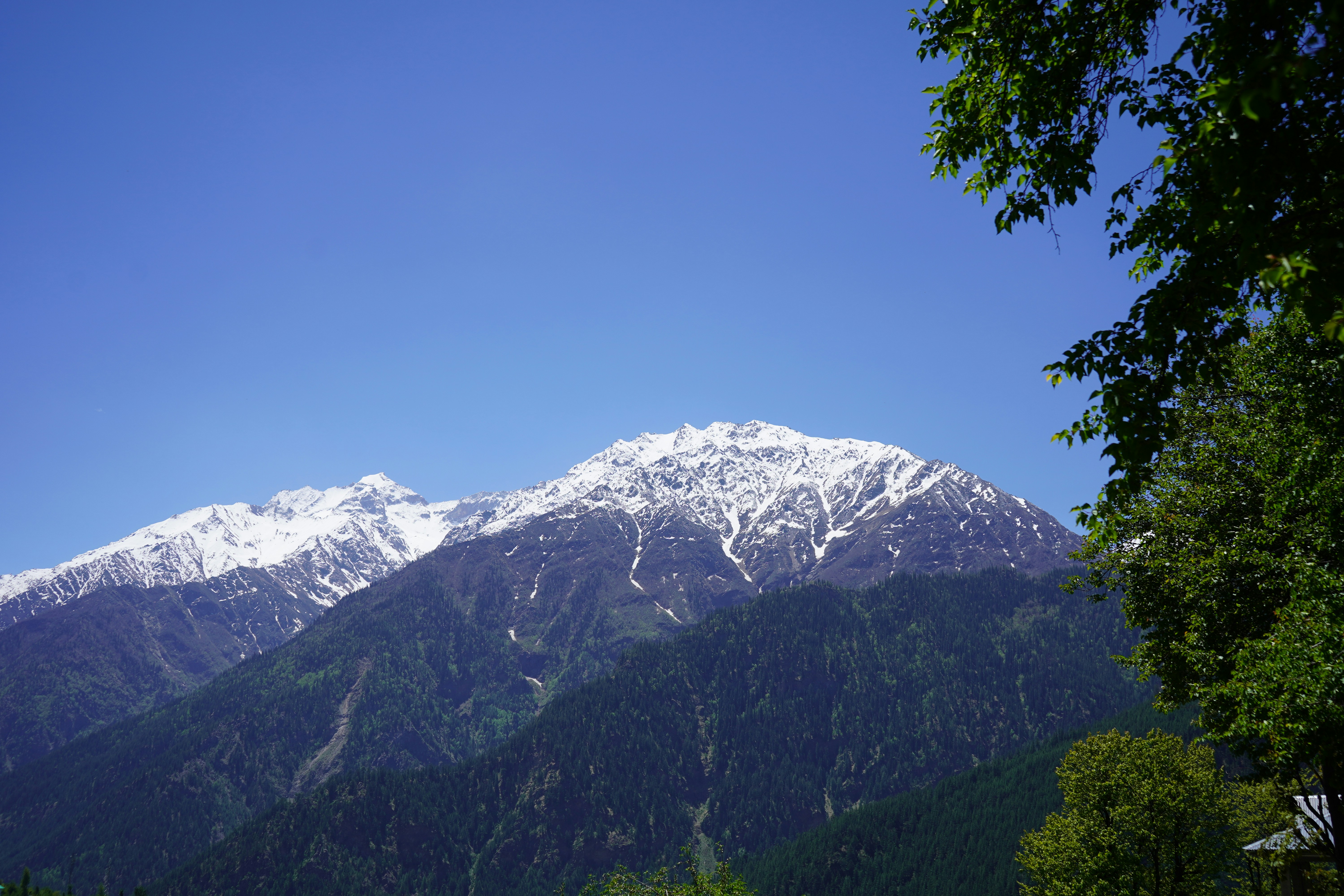 Des montagnes enneigées s’élèvent au-dessus de forêts verdoyantes.
