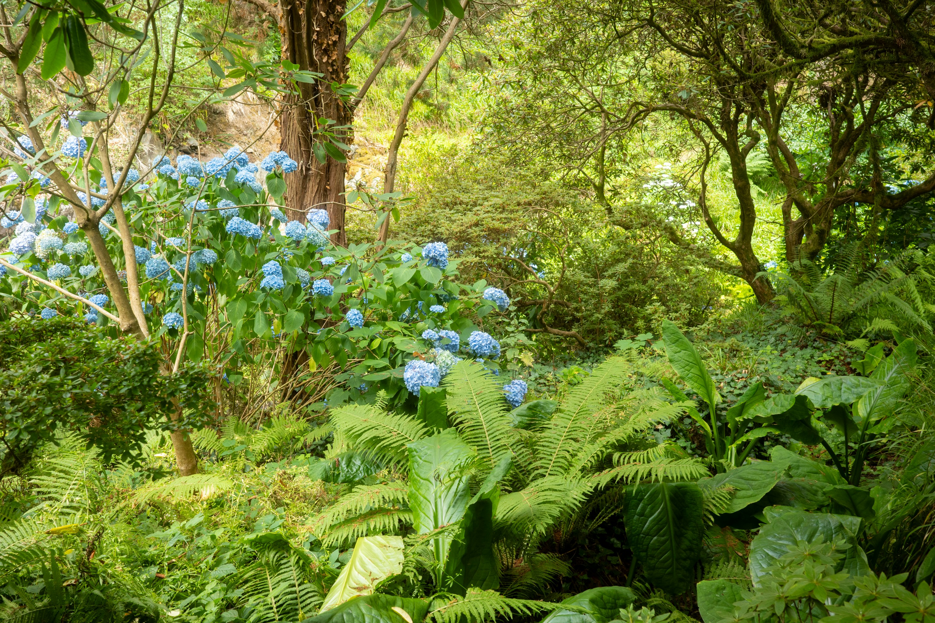 Vibrant green fern leaves unfurling in natural woodland setting