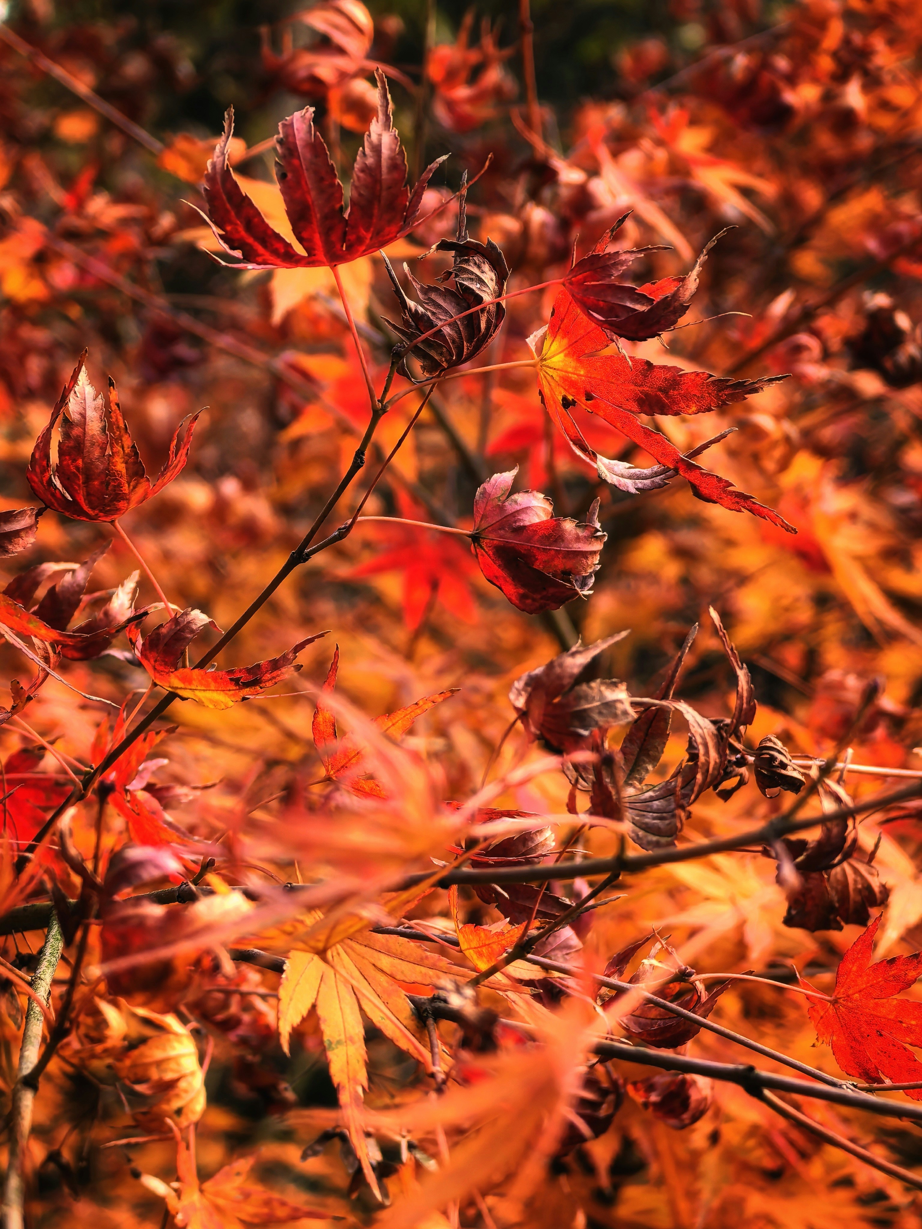 Photo by jasonmiao421