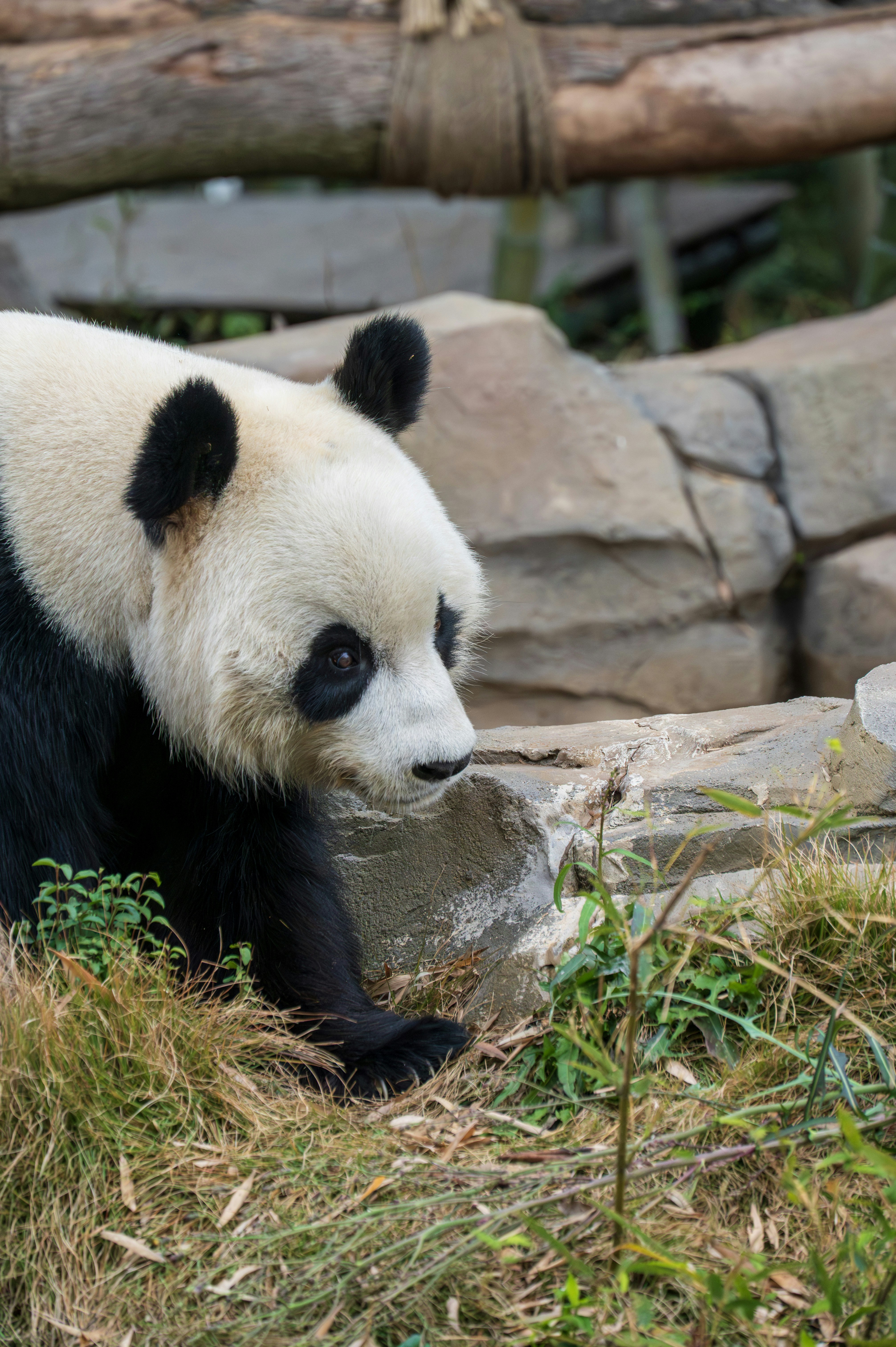 ジャイアントパンダが岩の近くの草地を歩きます。