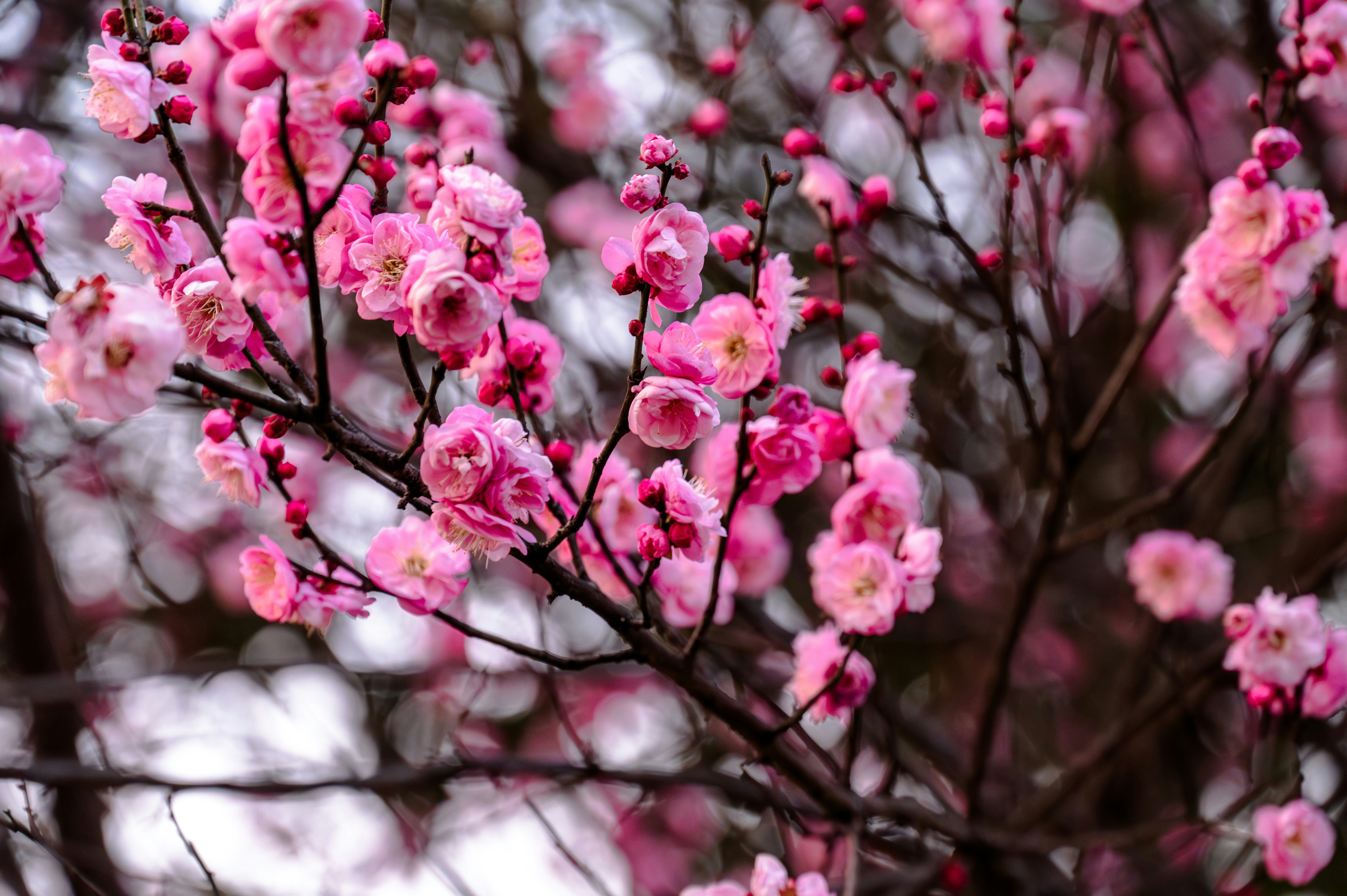 Photo by excellentcx