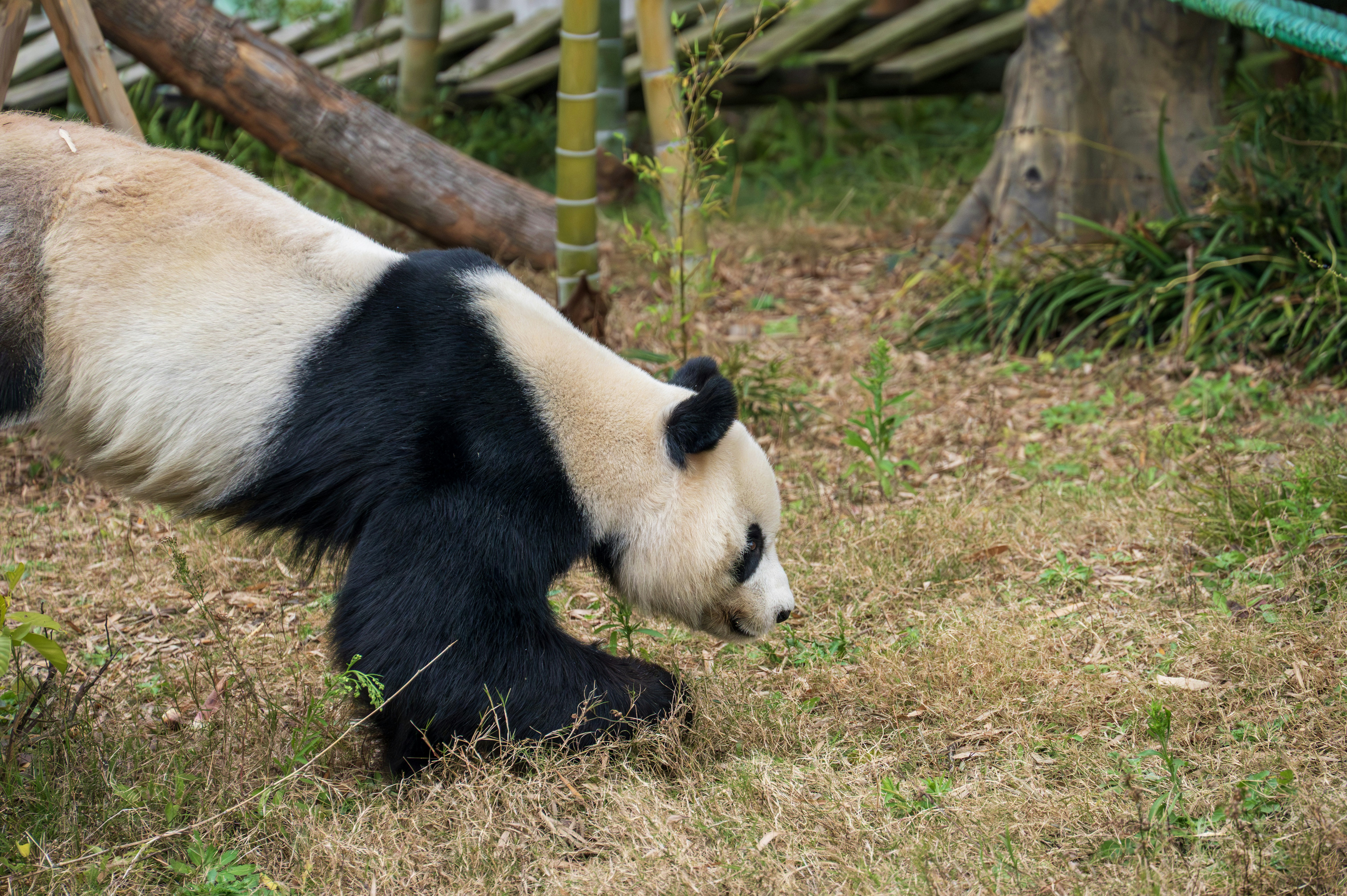 パンダが竹の近くの乾いた草の中を歩いている