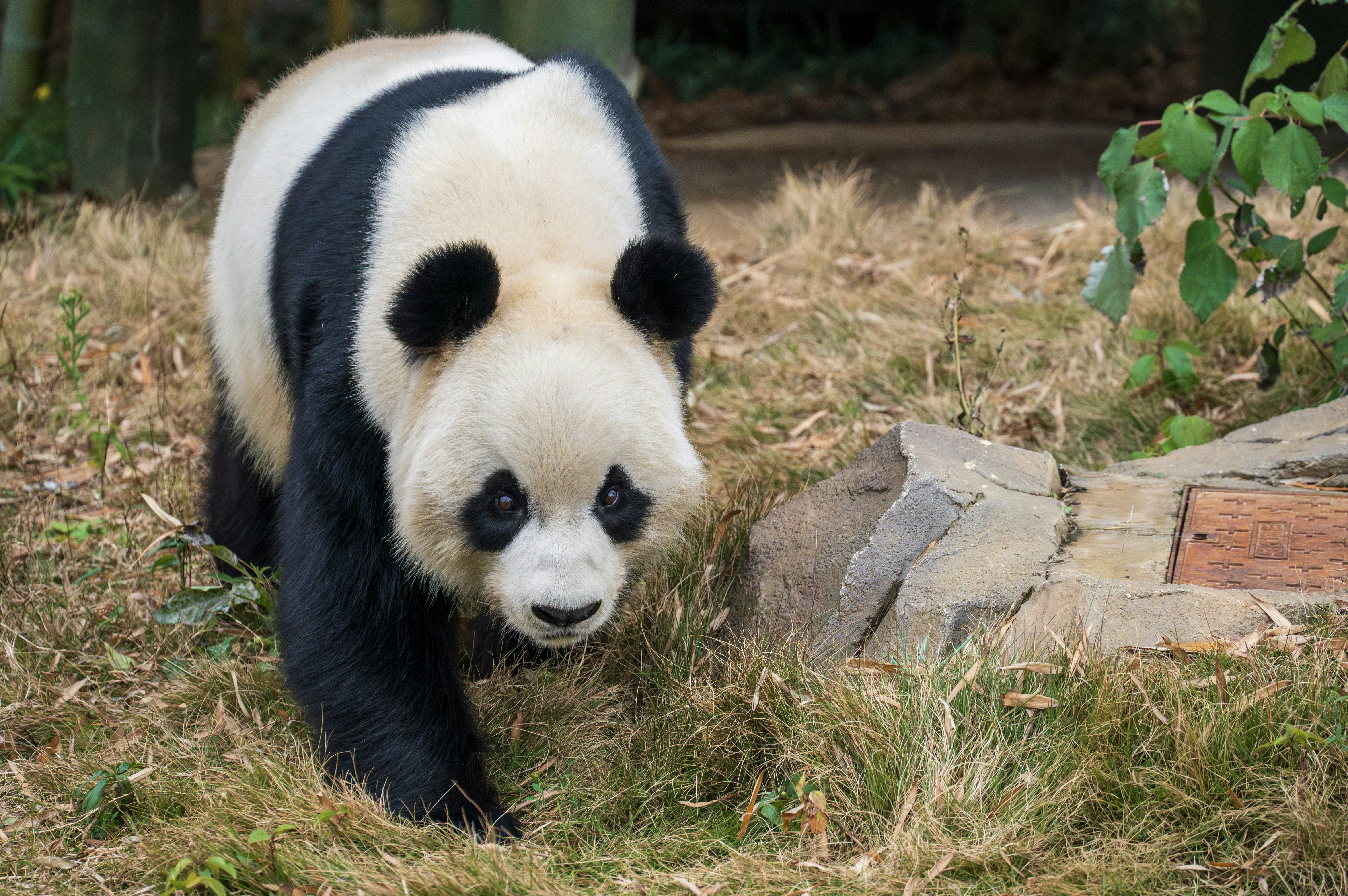 パンダが乾いた草の中をカメラに向かって歩いてきます。