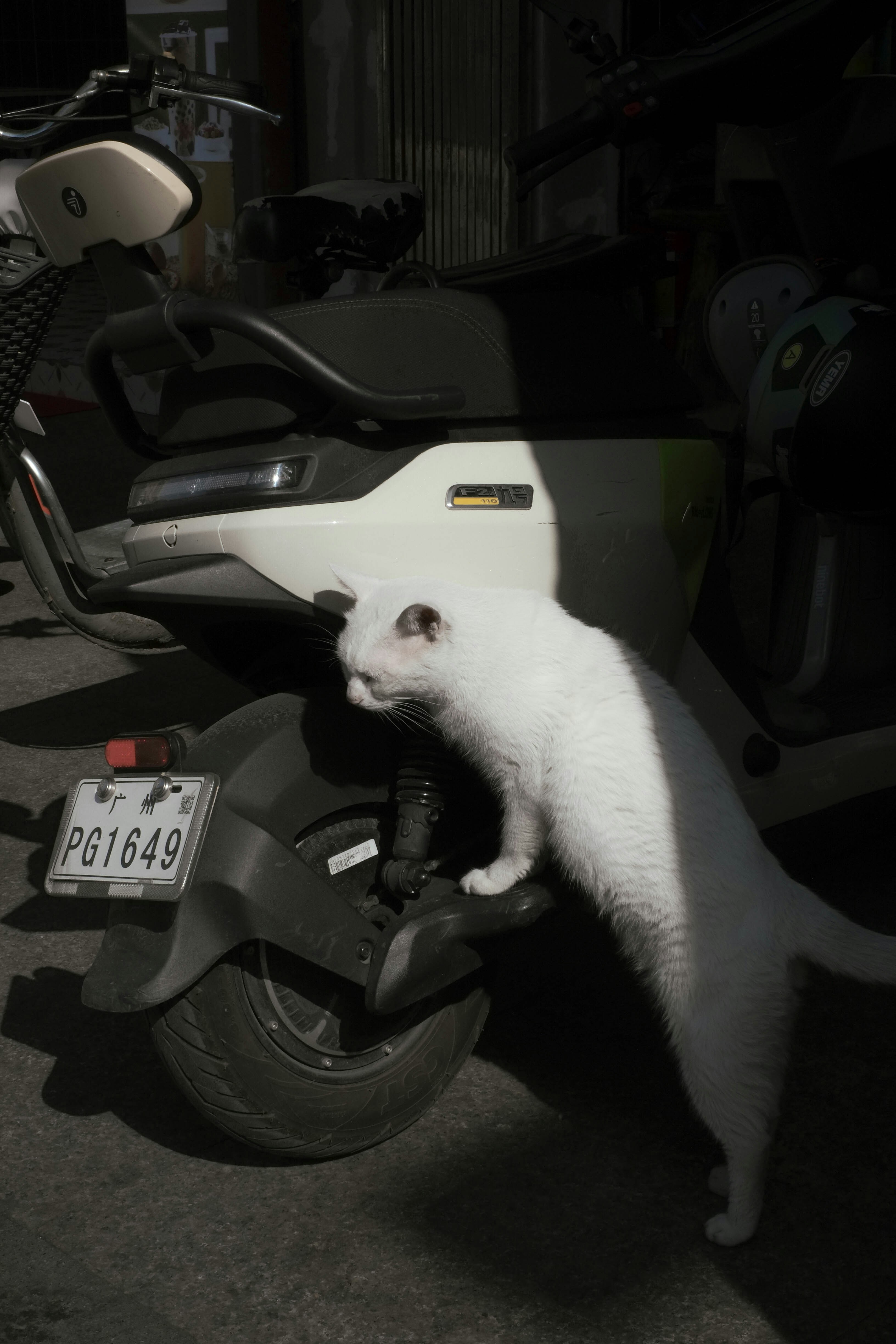 A white cat climbs onto a parked scooter.