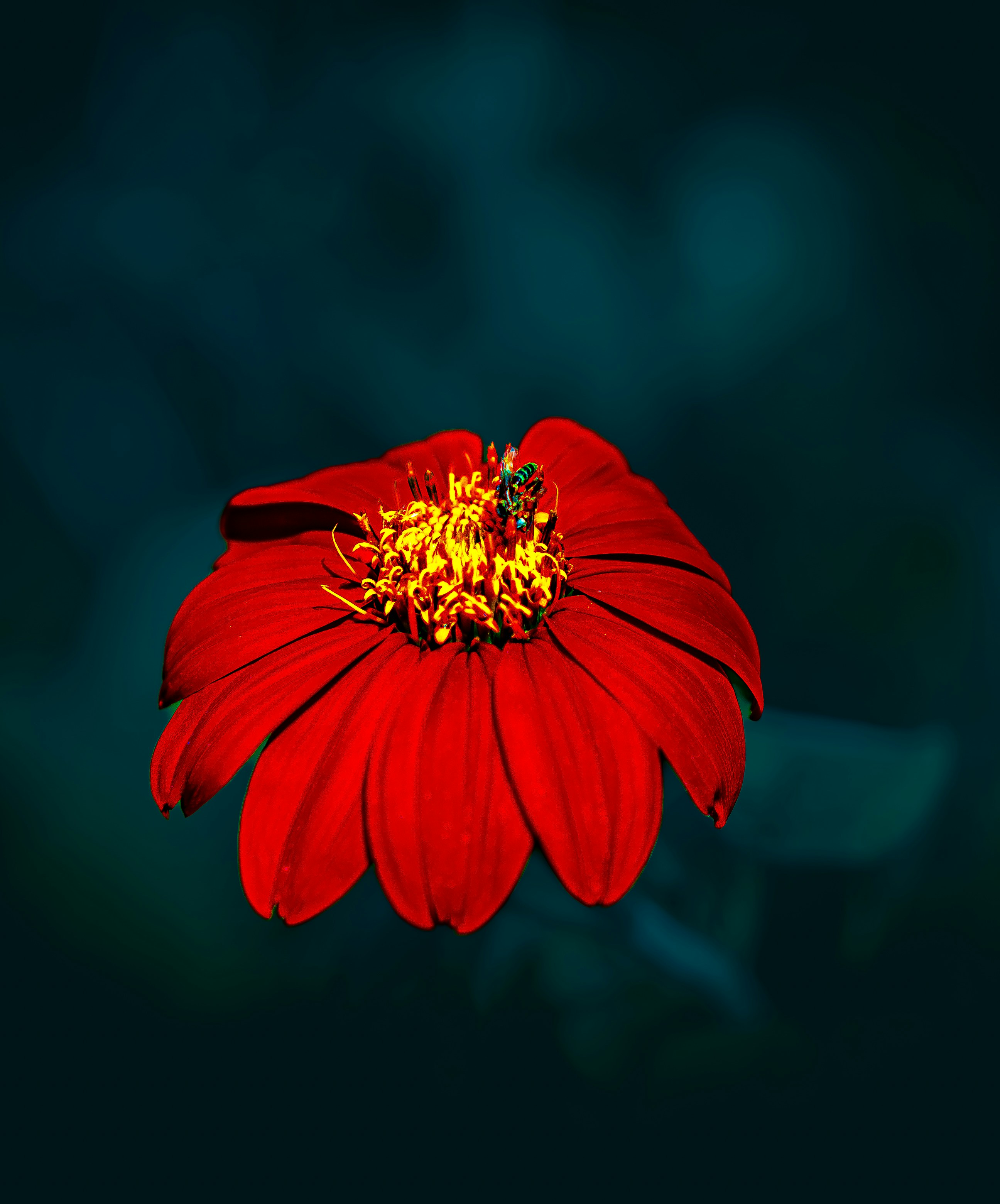 A red flower with a bee on its center.