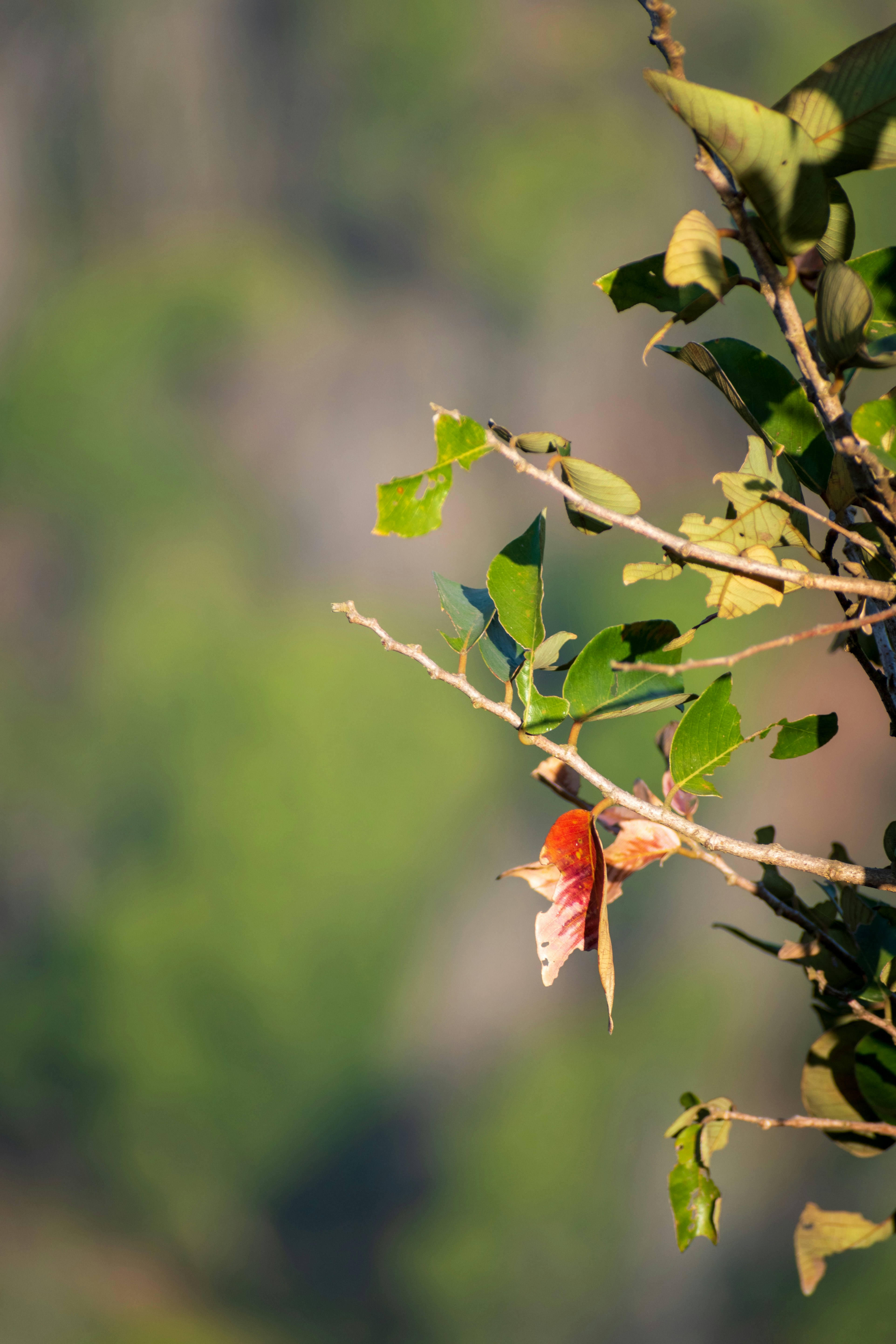 Photo by rishabhj911