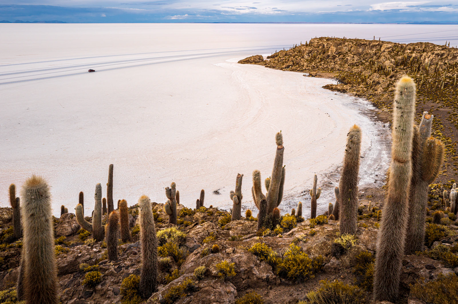 Cactus en suelo rocoso con la vasta salina de fondo, Isla Incahuasi