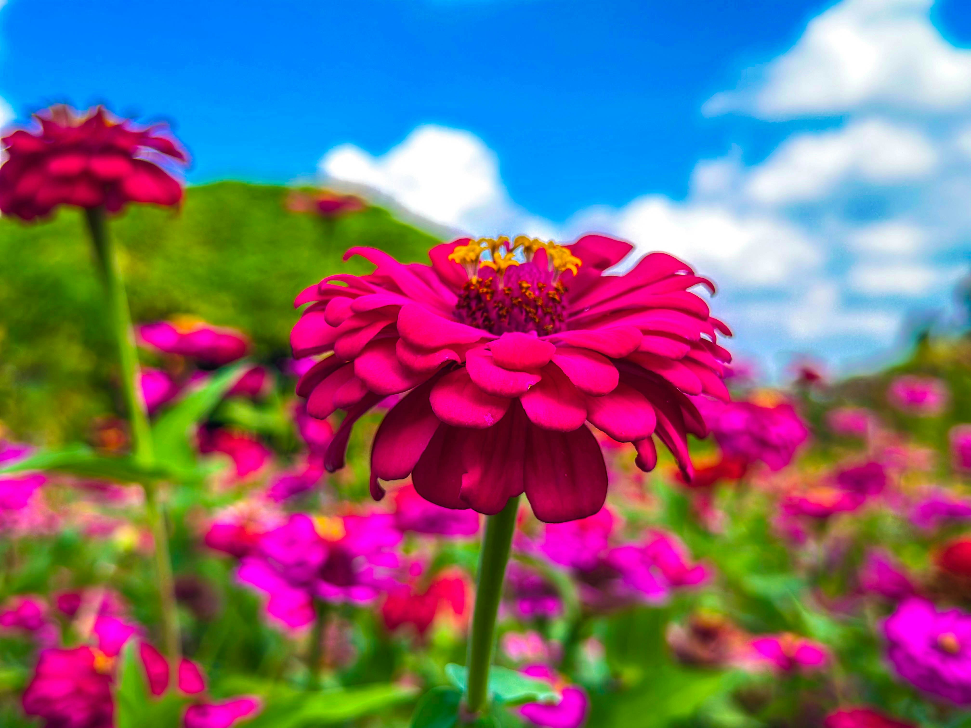 Vibrant pink zinnia flowers bloom under a blue sky.