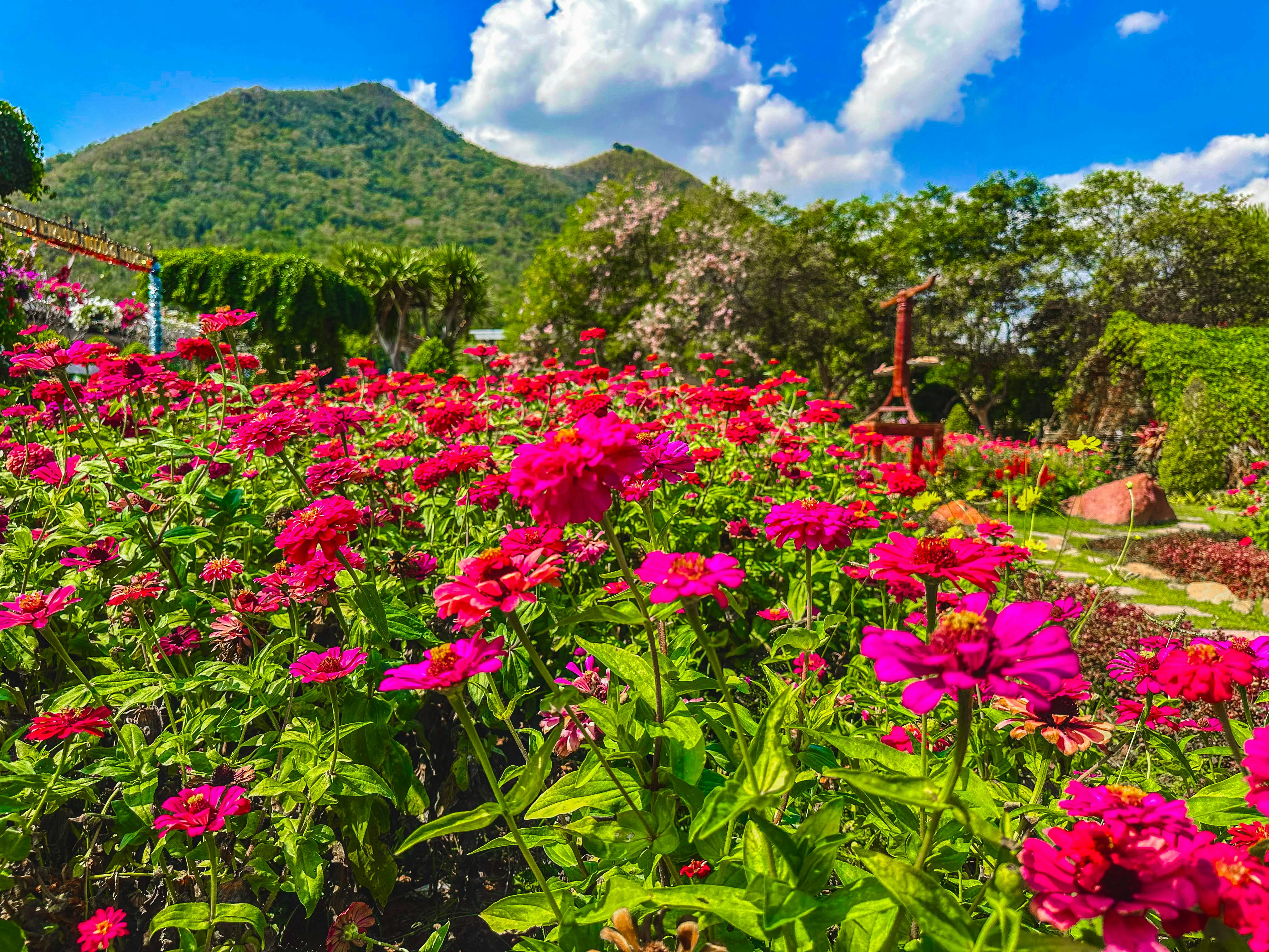 Vibrant pink flowers in a lush garden with mountains.