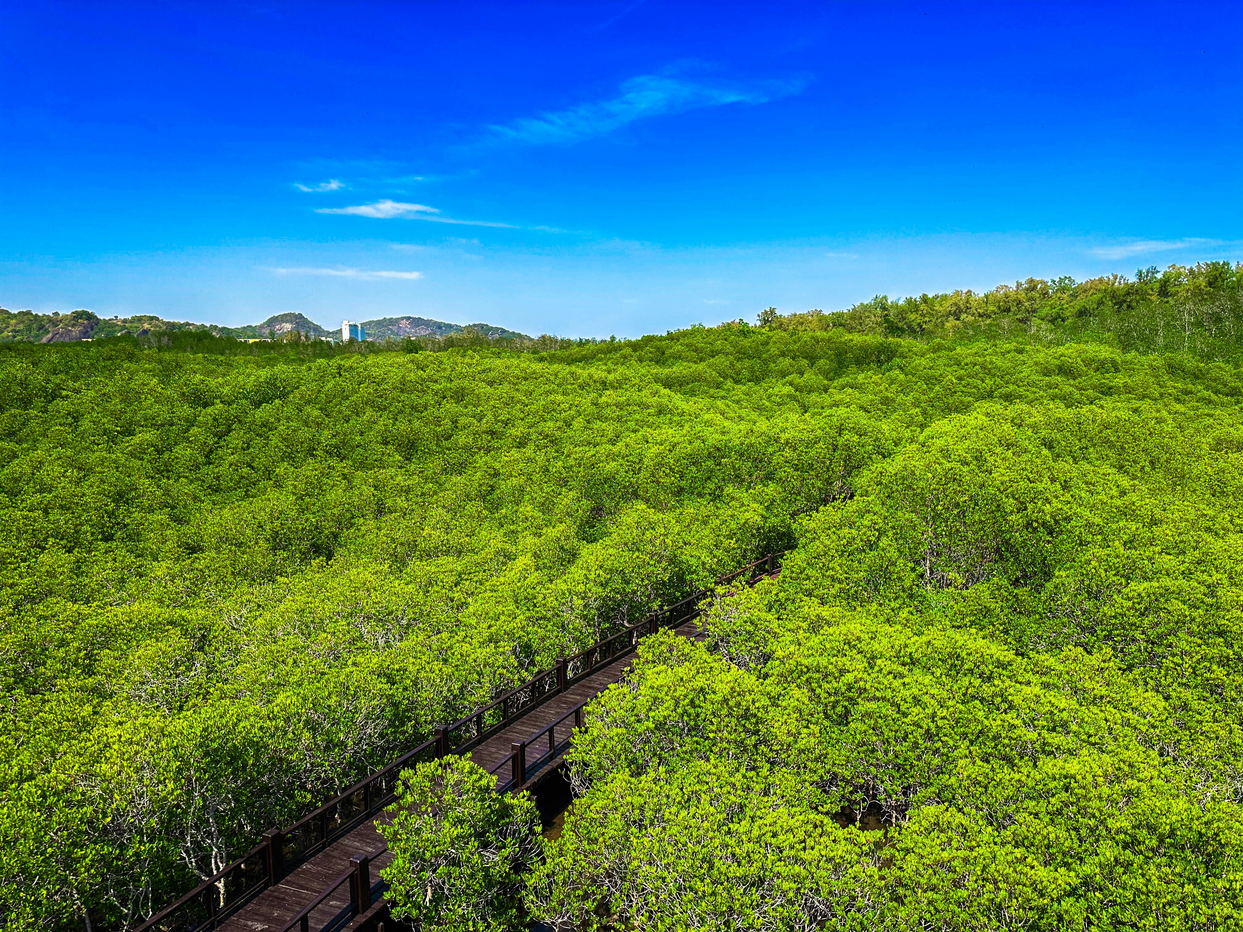 A wooden walkway through a vibrant green mangrove forest