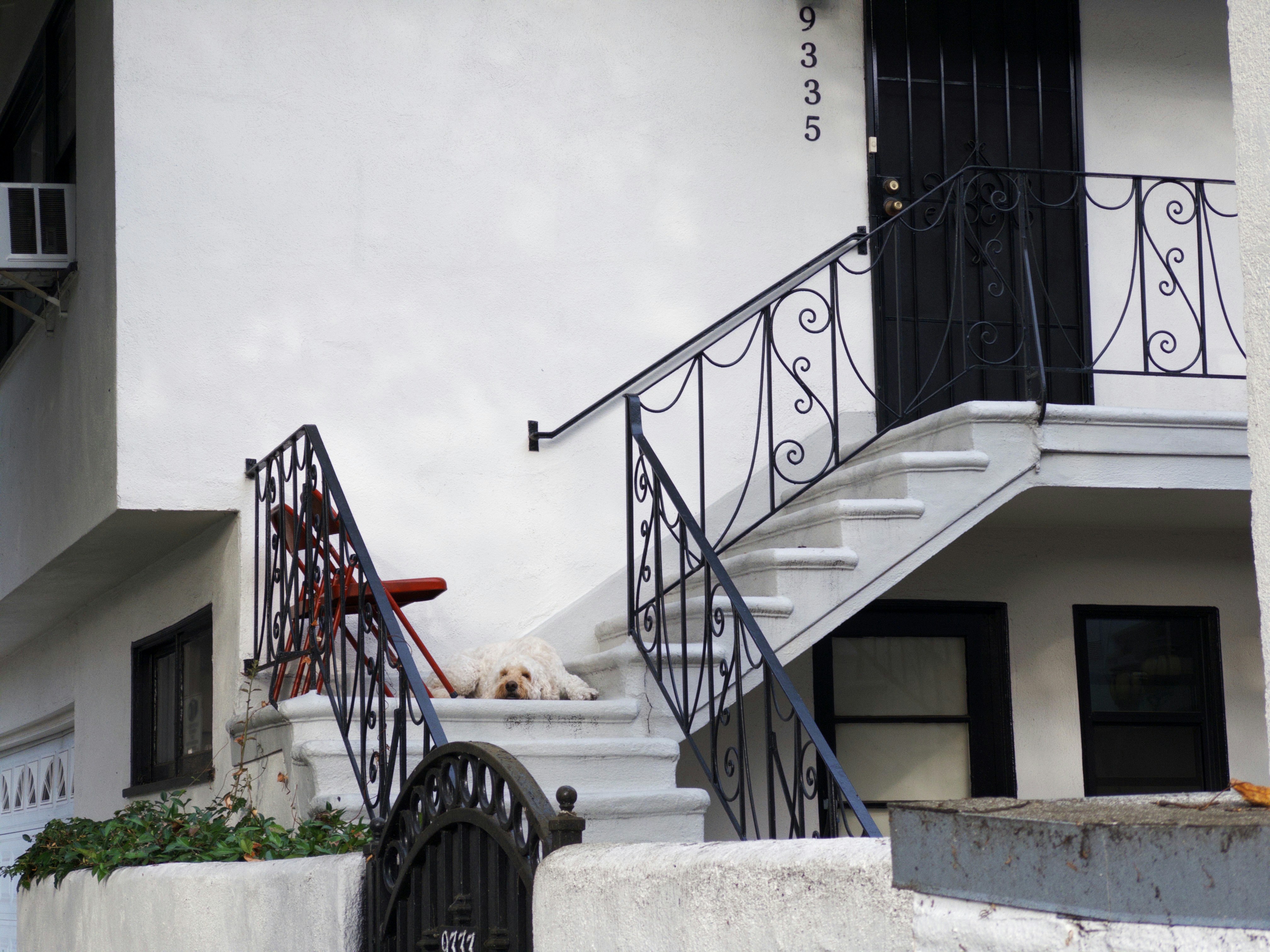 A dog rests on outdoor stairs next to a building.