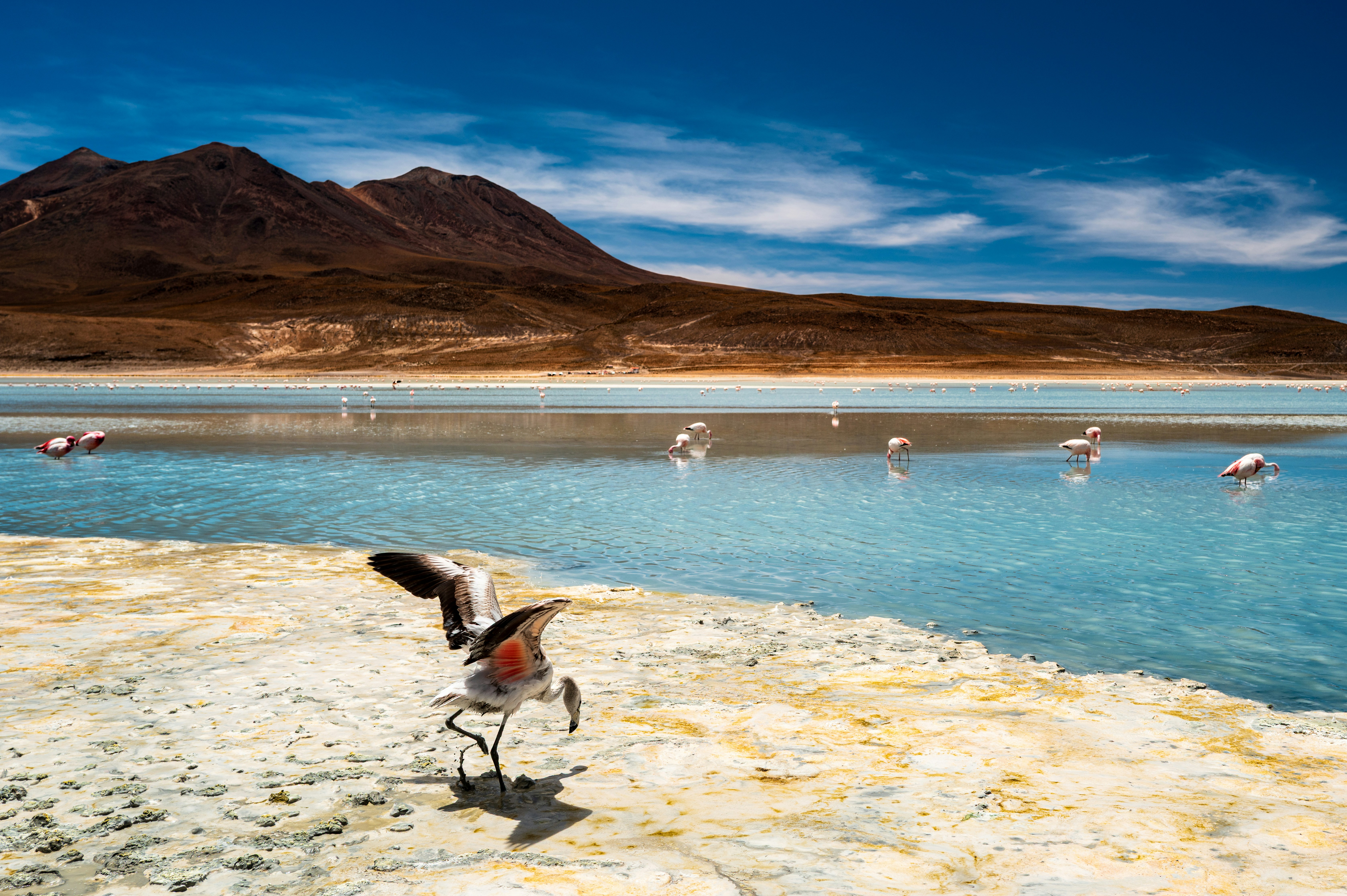 Flamingos wading in a bright blue lagoon with mountains.