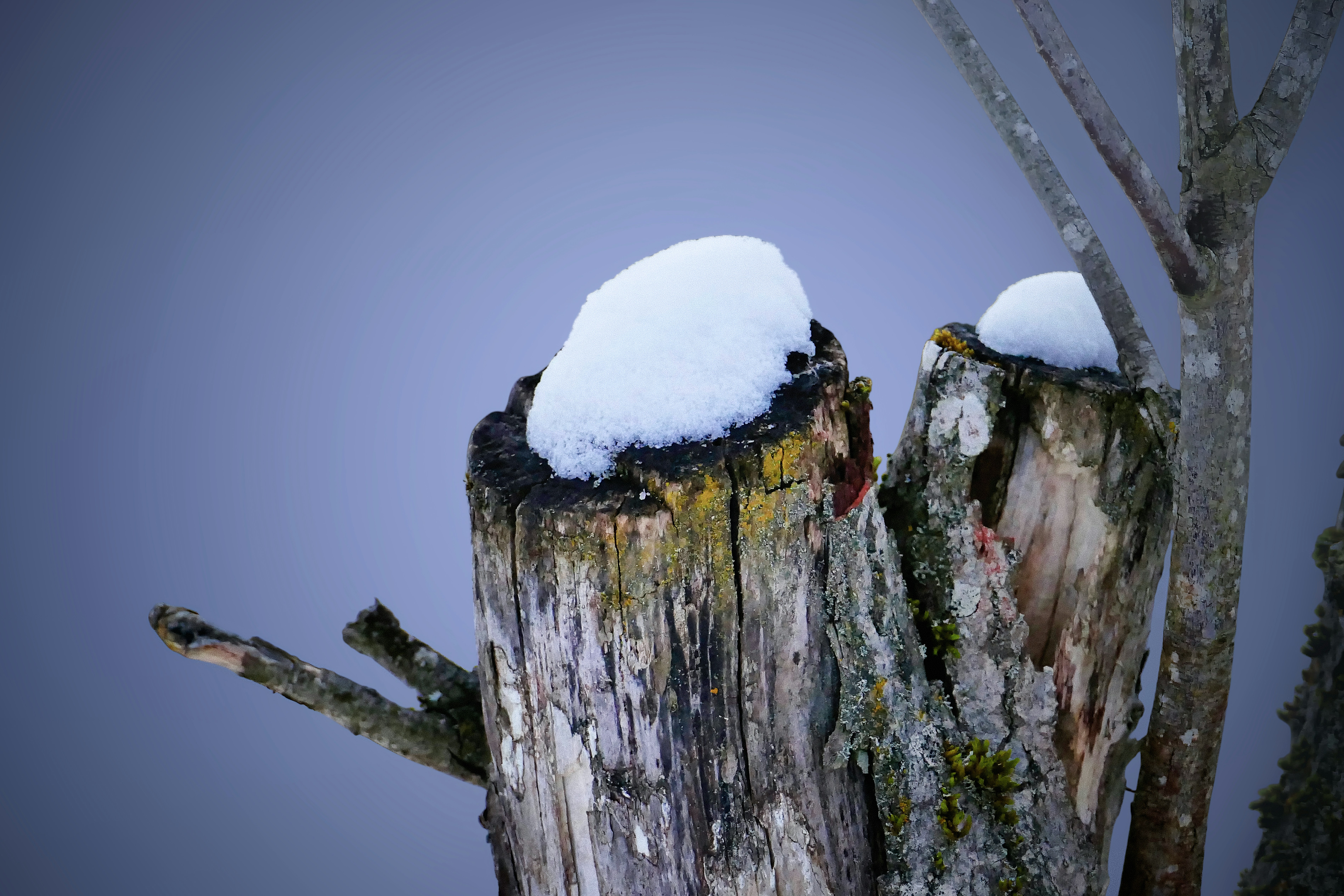 Zwei verwitterte Baumstümpfe, bedeckt mit Schnee