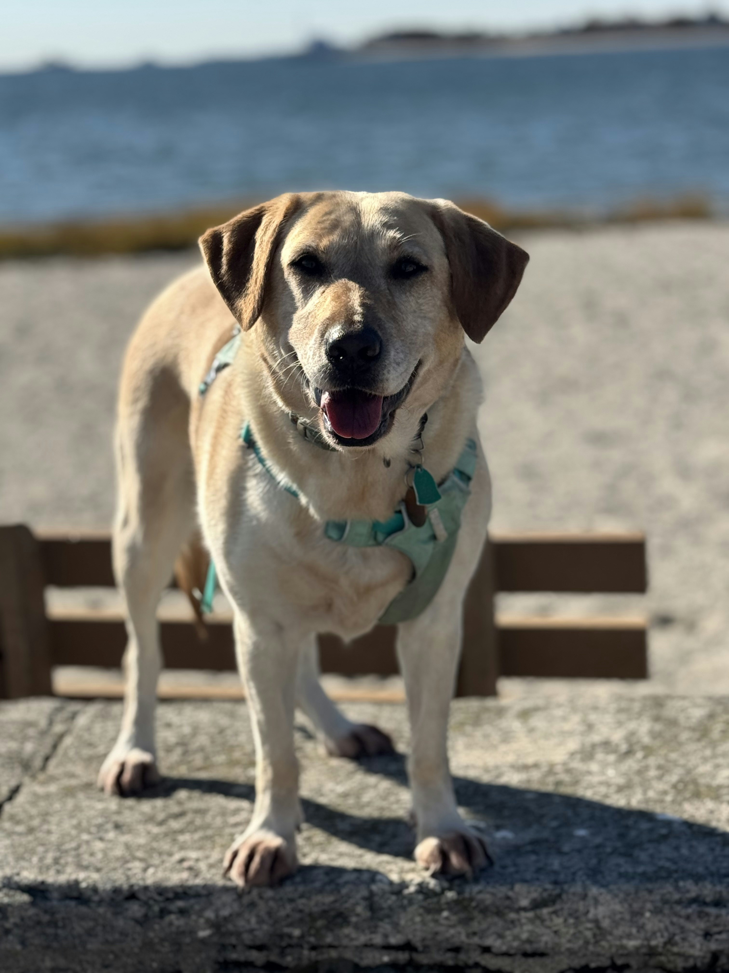 A happy dog stands on a beach near the water.