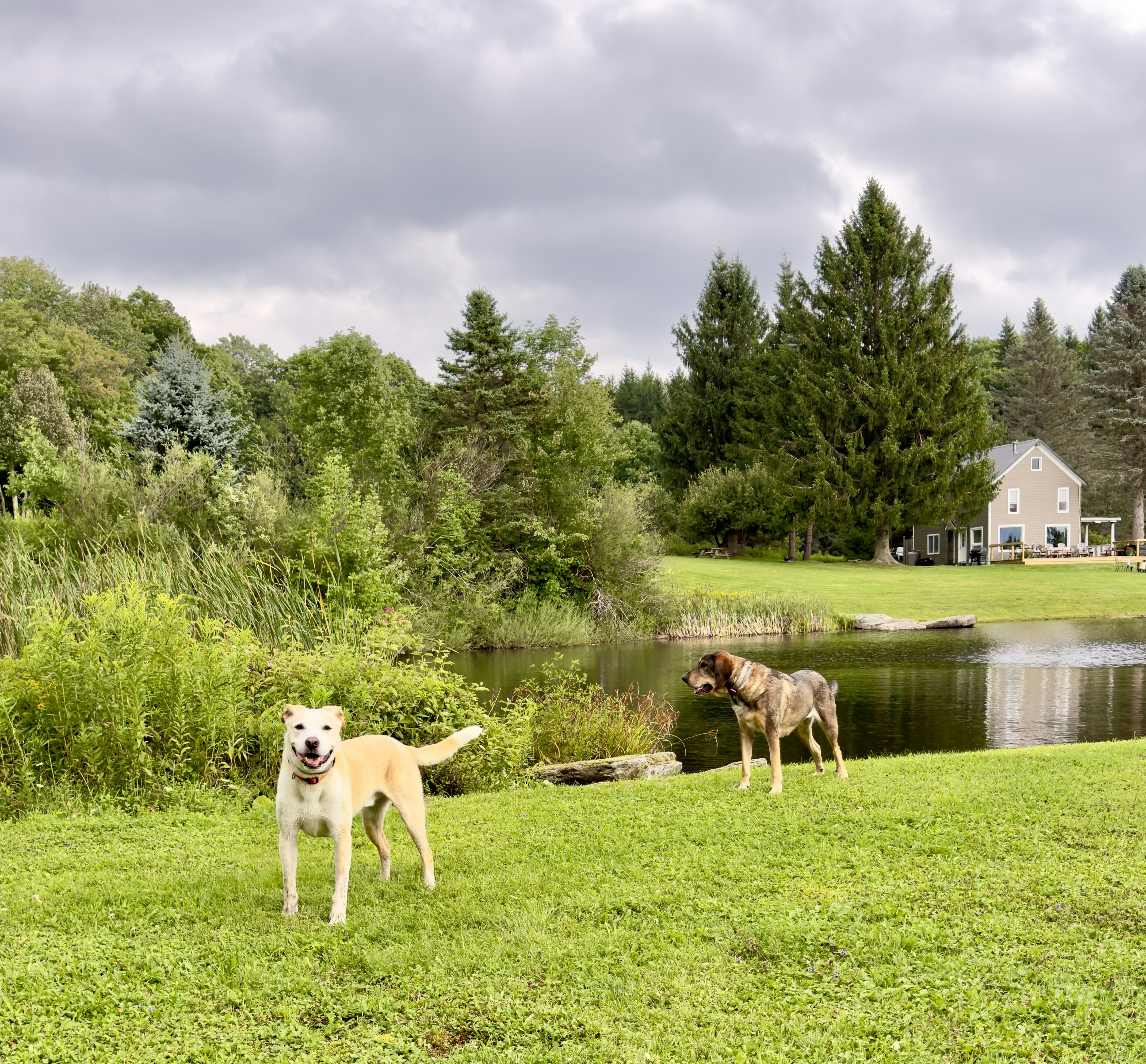 Two dogs playing in a grassy field near a pond.