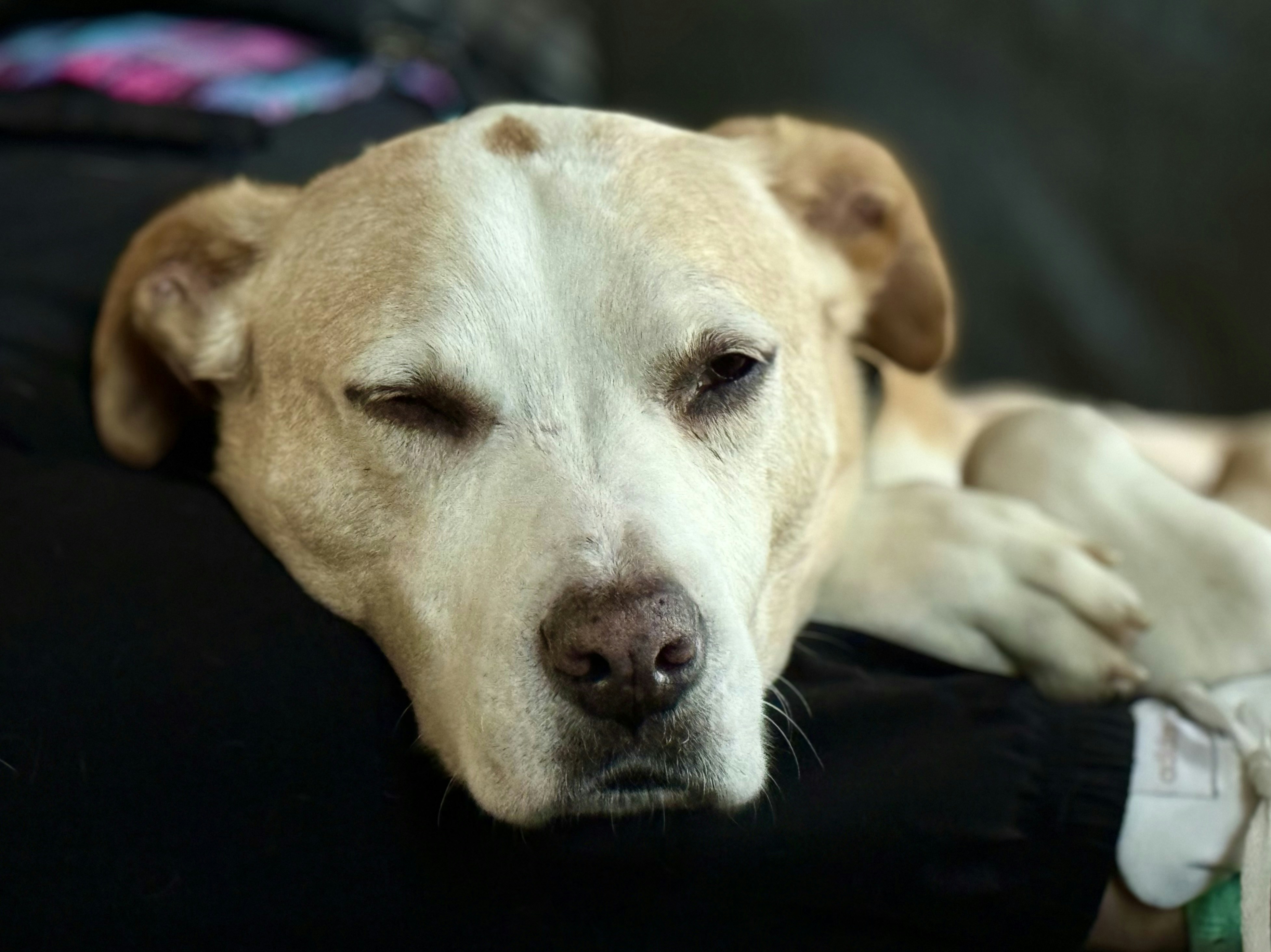 A tired dog rests its head on a person's lap.