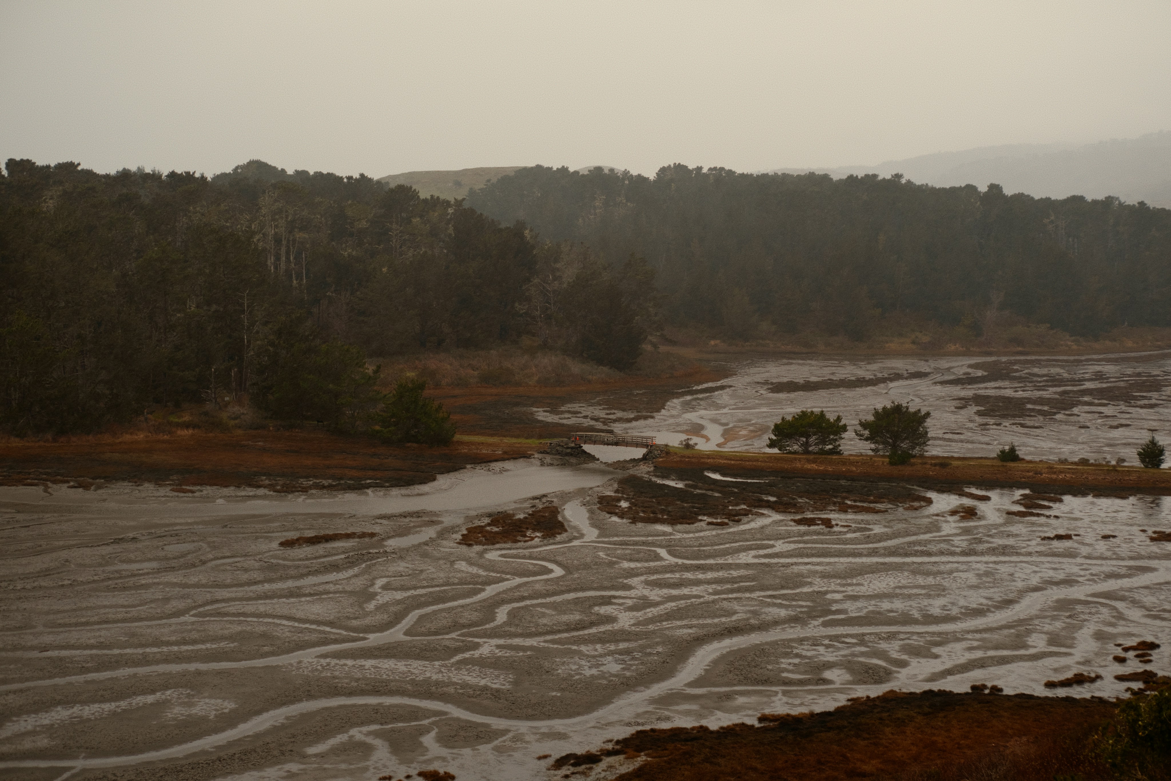 Mudflats with winding channels and distant trees