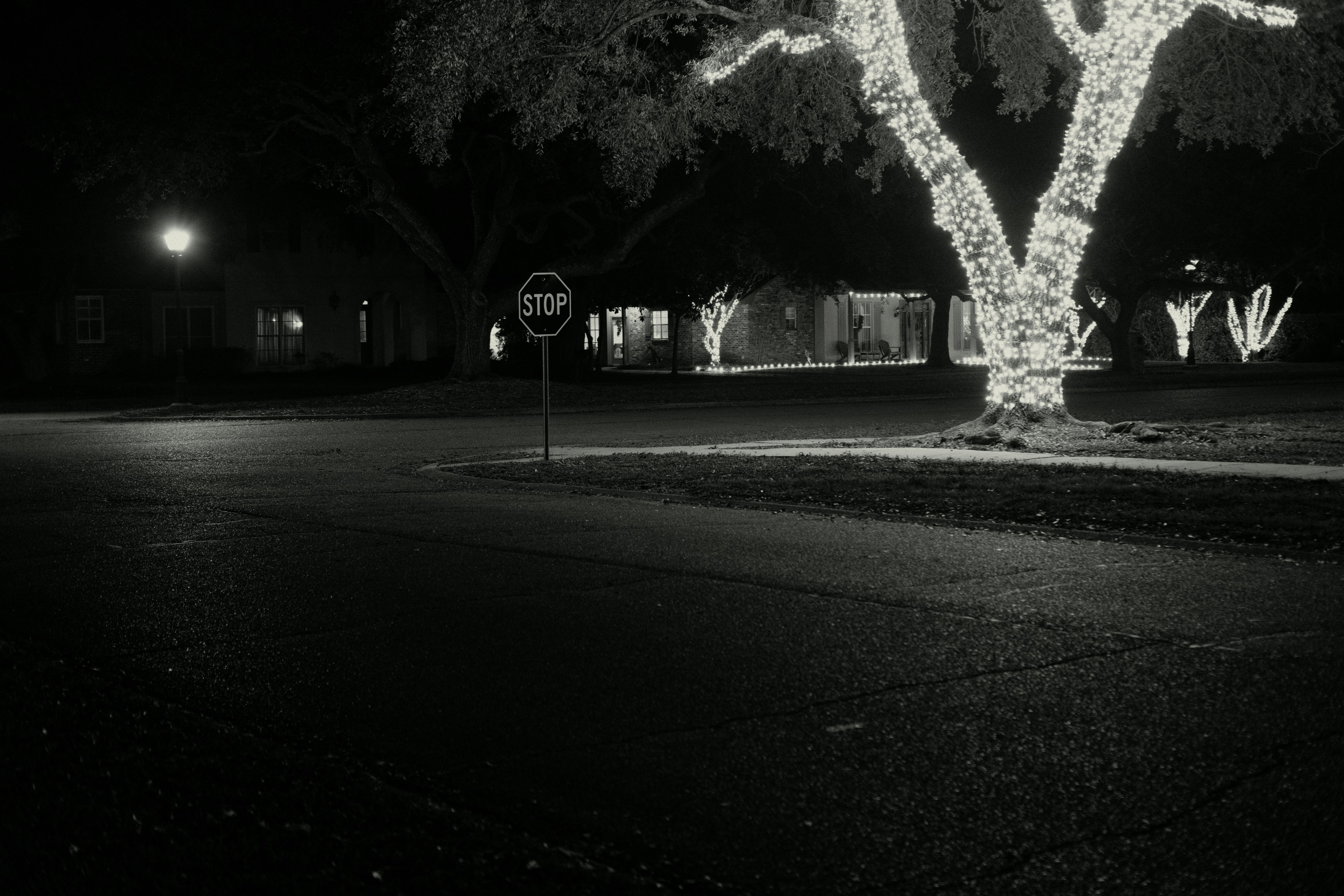 A tree wrapped in lights at night