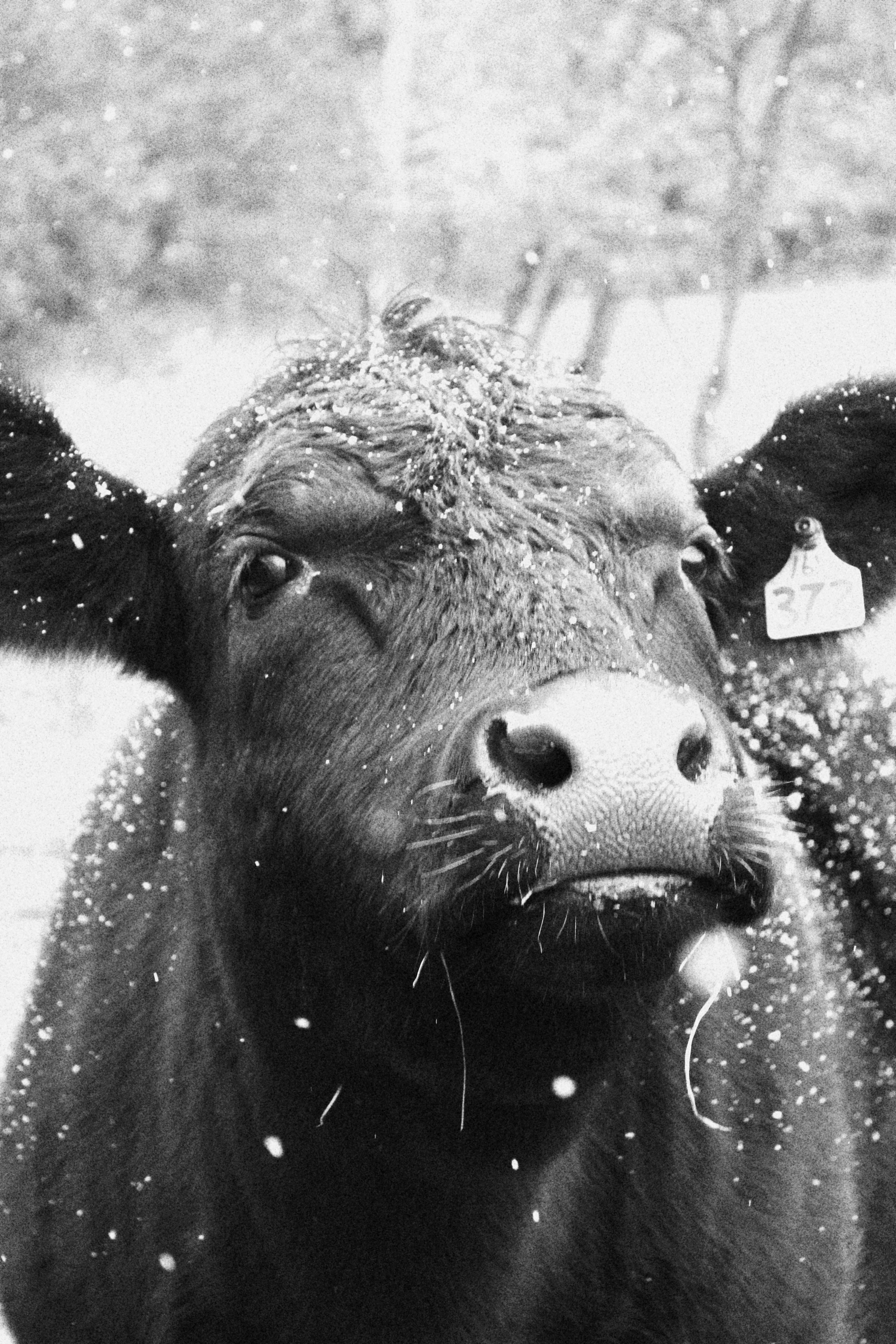 A black cow with snow on its face.