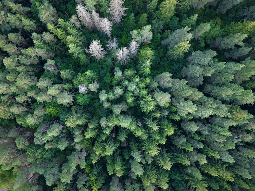 Dense mixed conifer canopy photographed from directly above