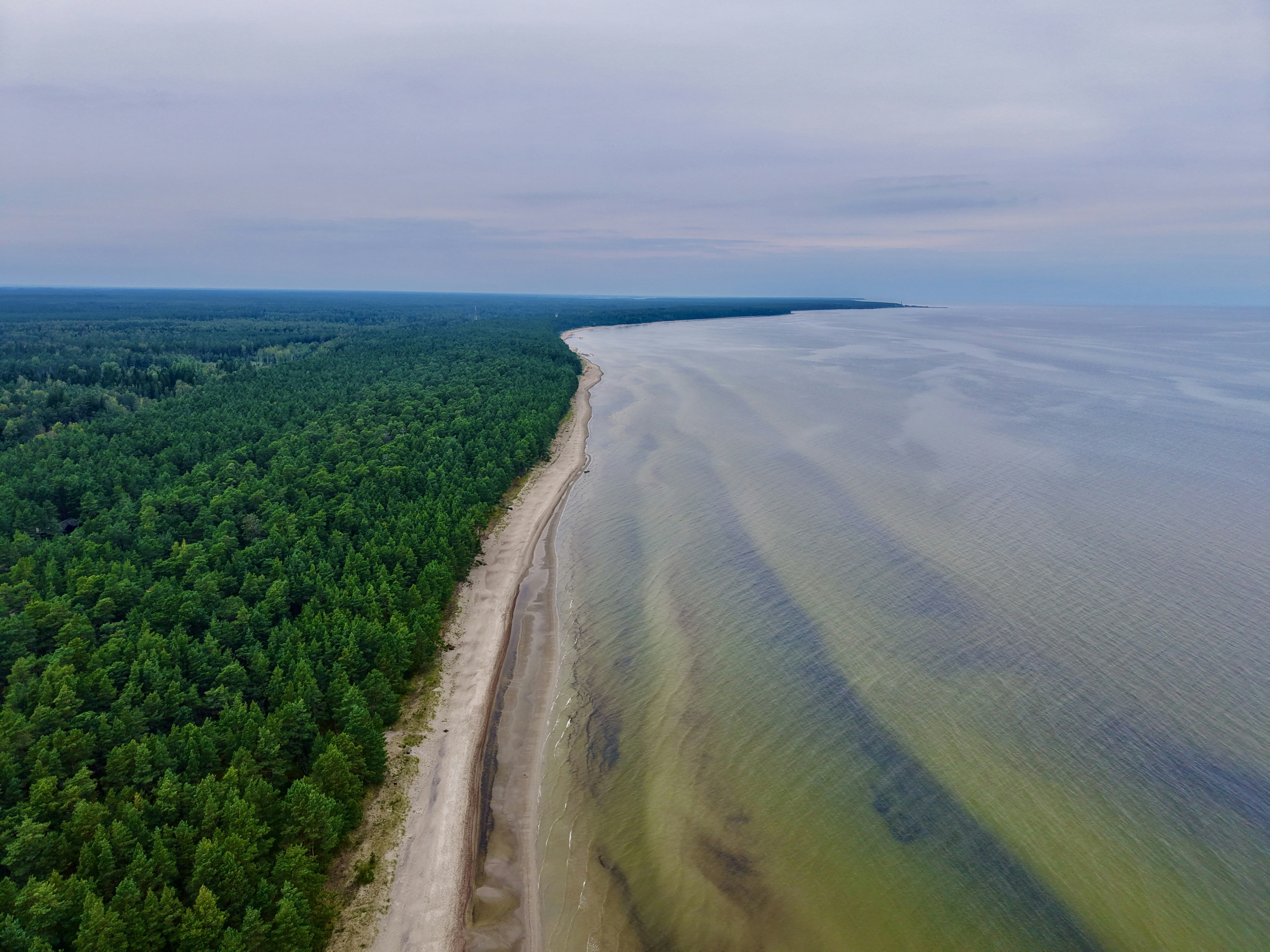 Forest coastline meets calm ocean under a cloudy sky