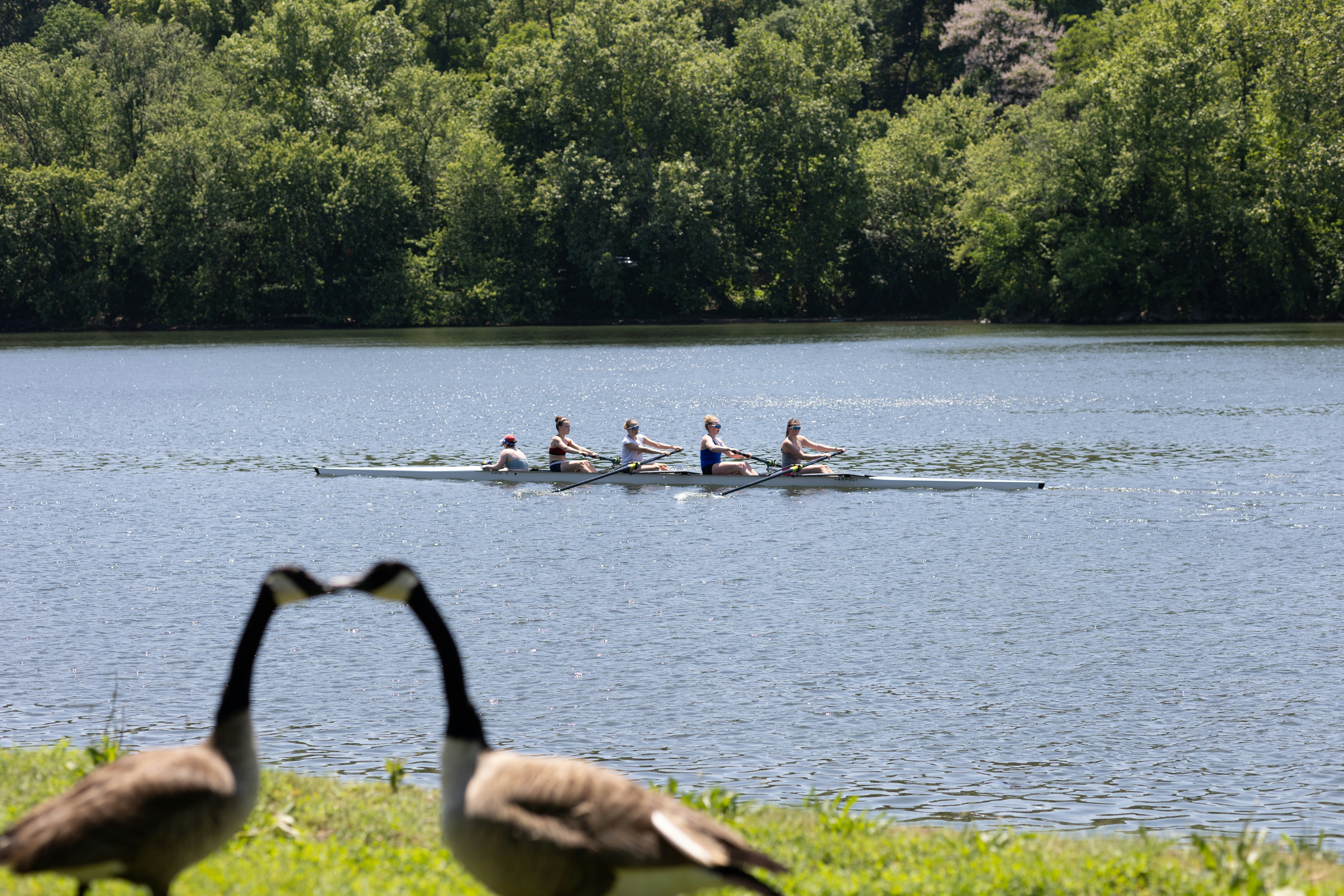 Rowing team competes on a calm lake with geese foreground.