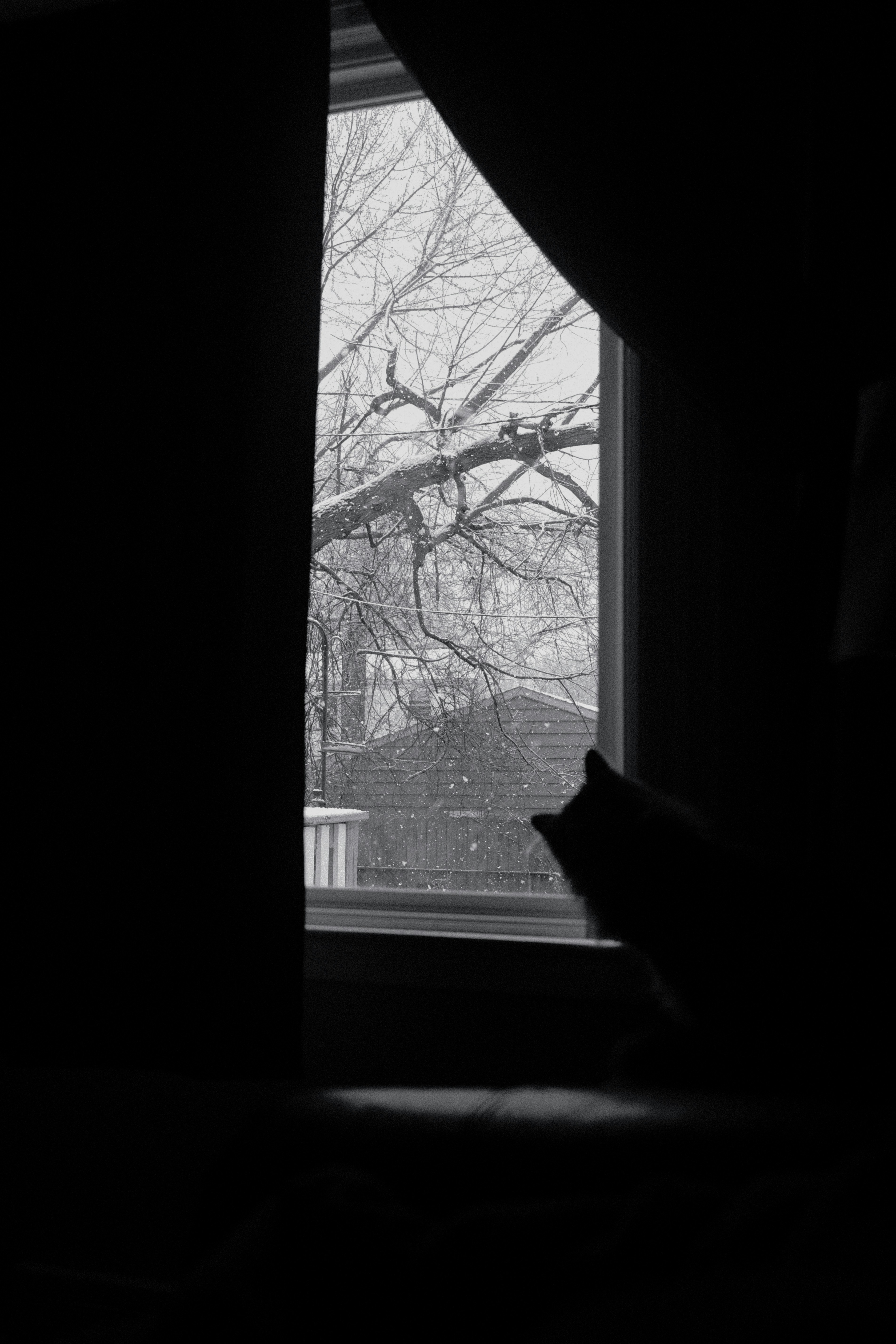 pet shelter winter