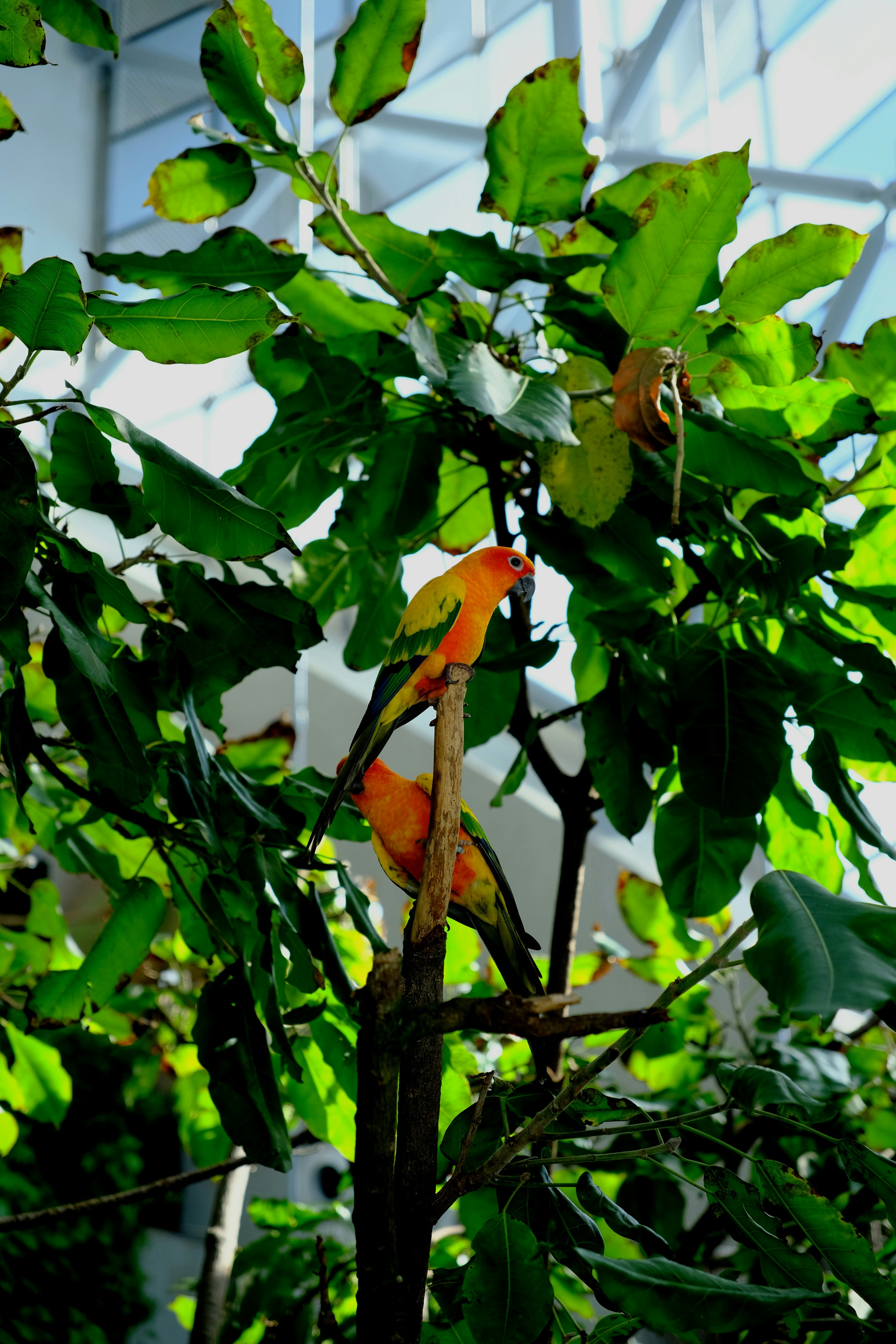 Two colorful parrots perched on a branch