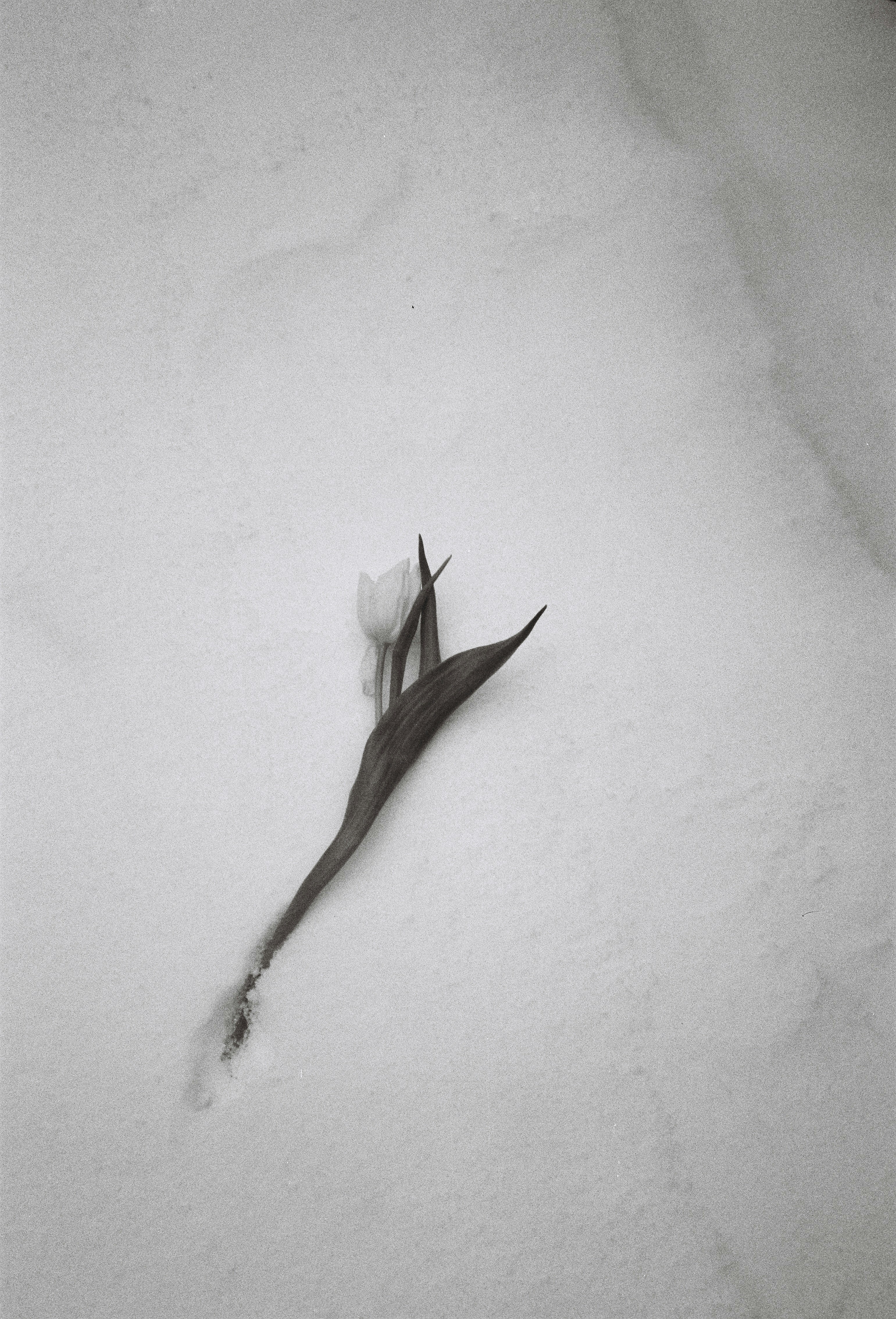 A single tulip emerges from the snow.