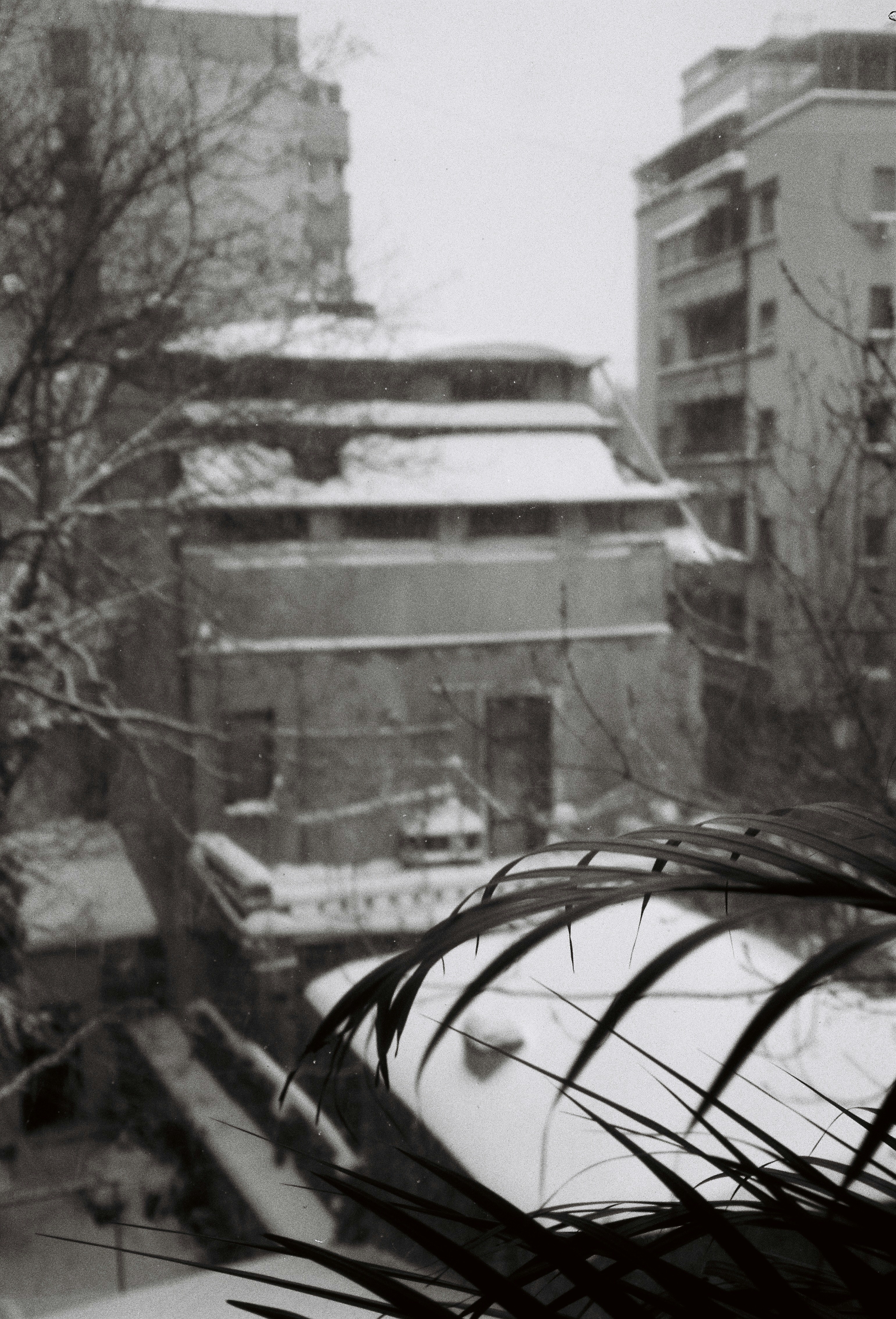 Snow falls on buildings and trees in a city.