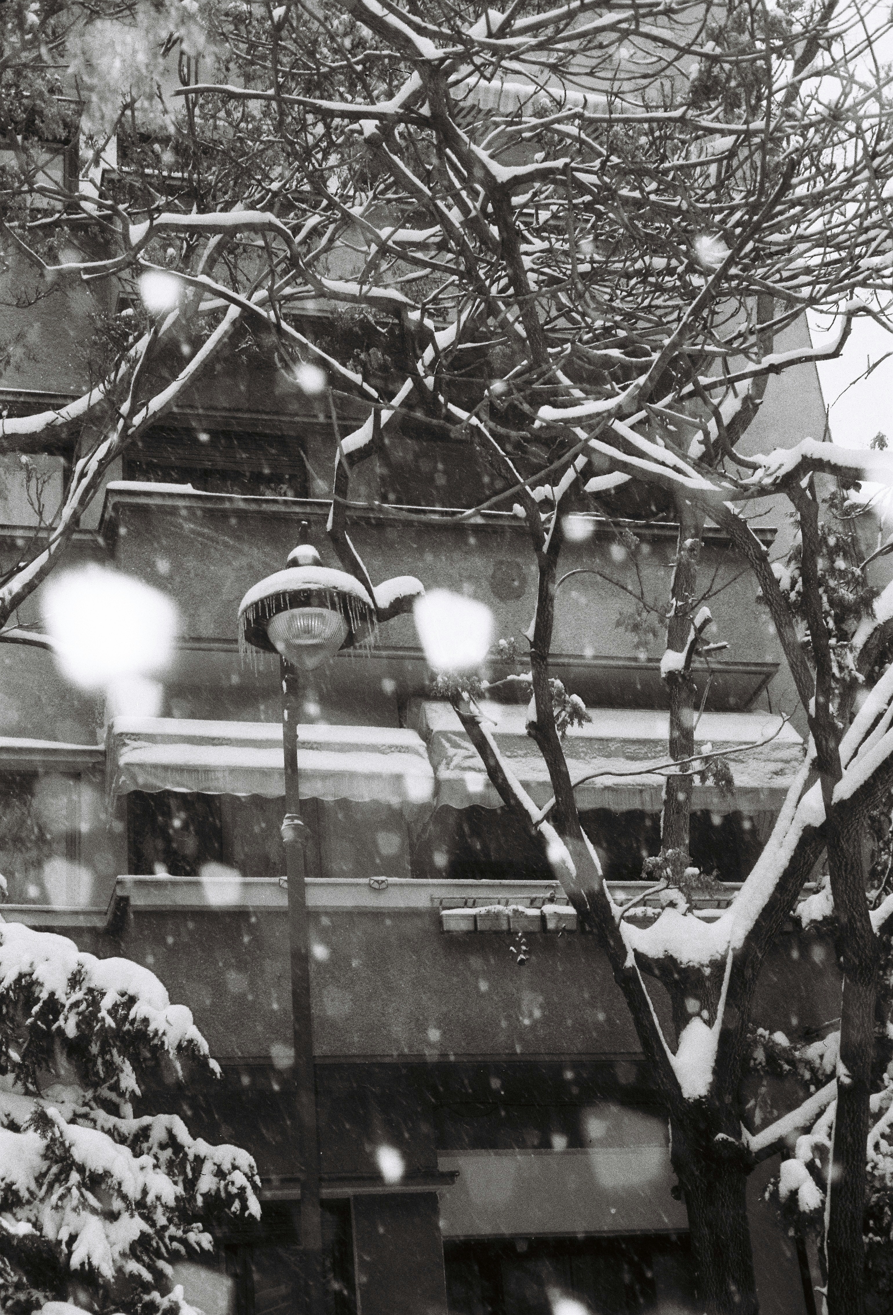 Snow falling on bare branches and street lamp.