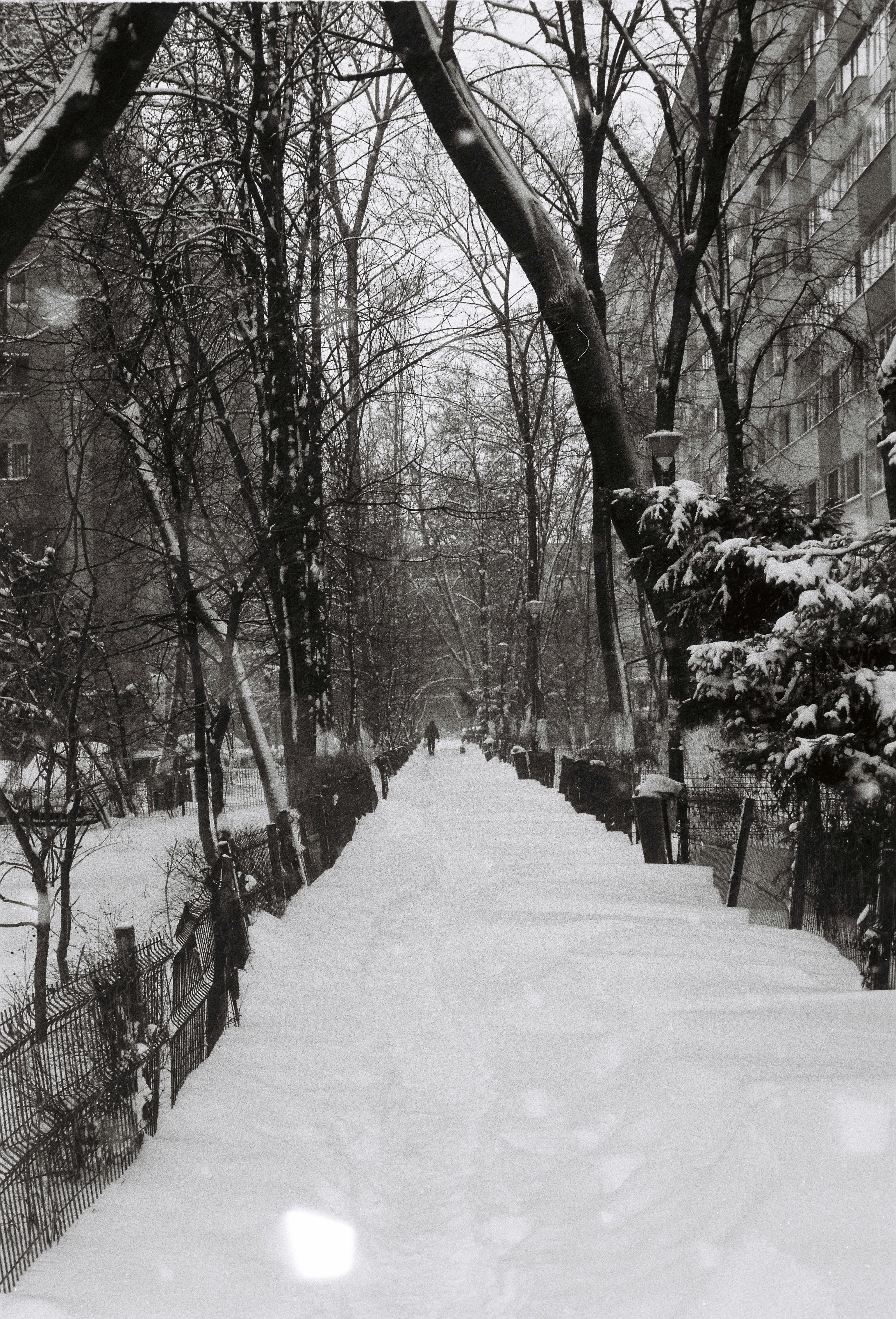 Snowy path lined with trees and buildings