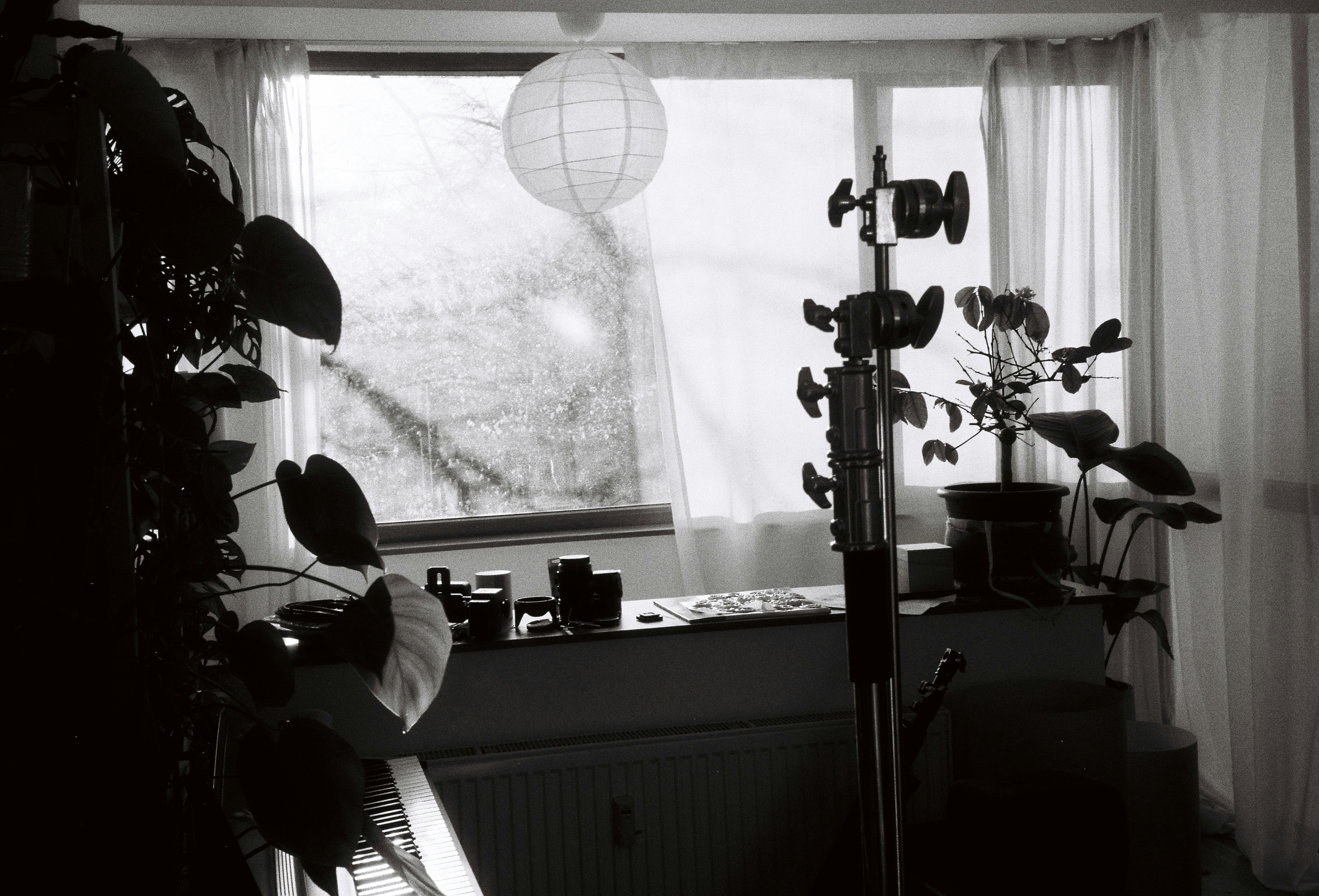 A room with plants and a window
