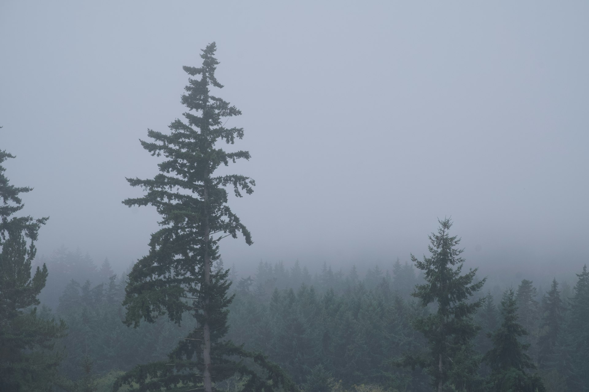 Sunlight filtering through Pacific Northwest forest canopy