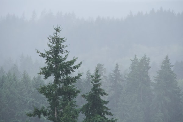 Forest land clearing site