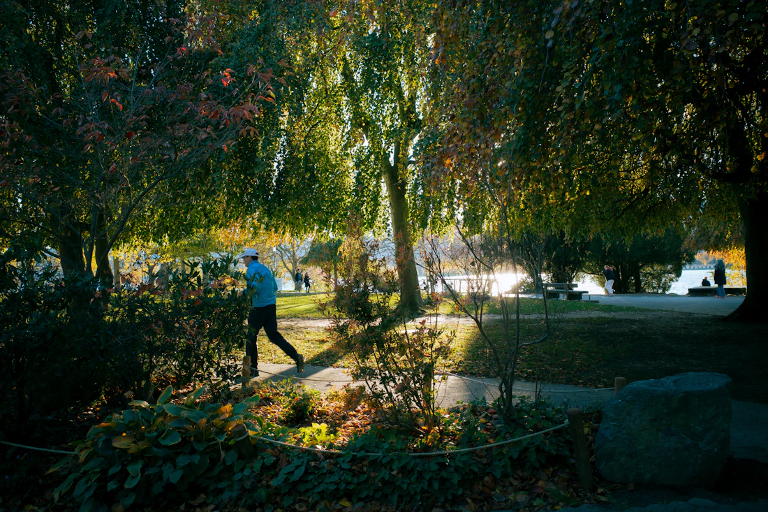 A man walking along a sunlit park path lined with trees
