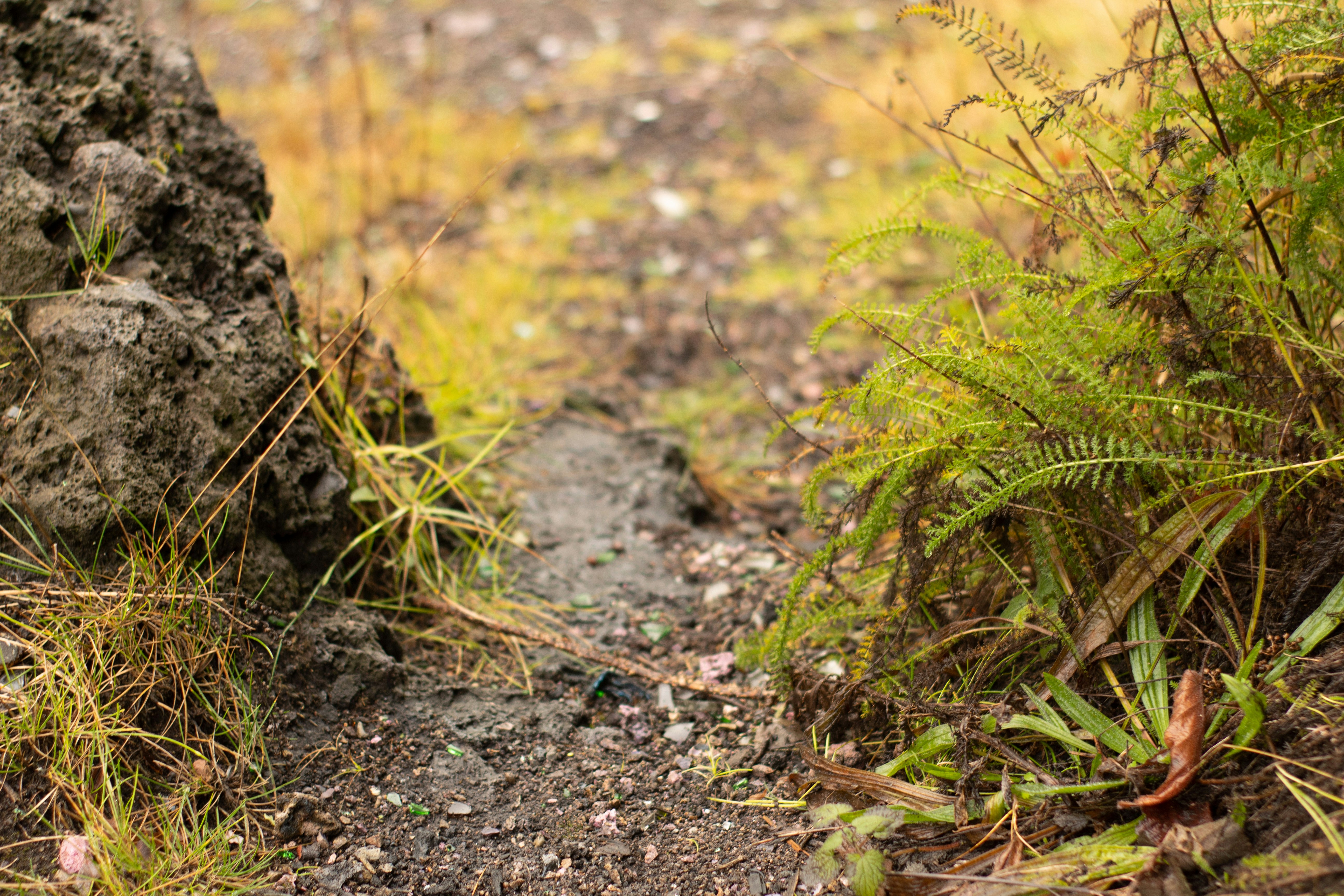 Photo by fern_and_fable