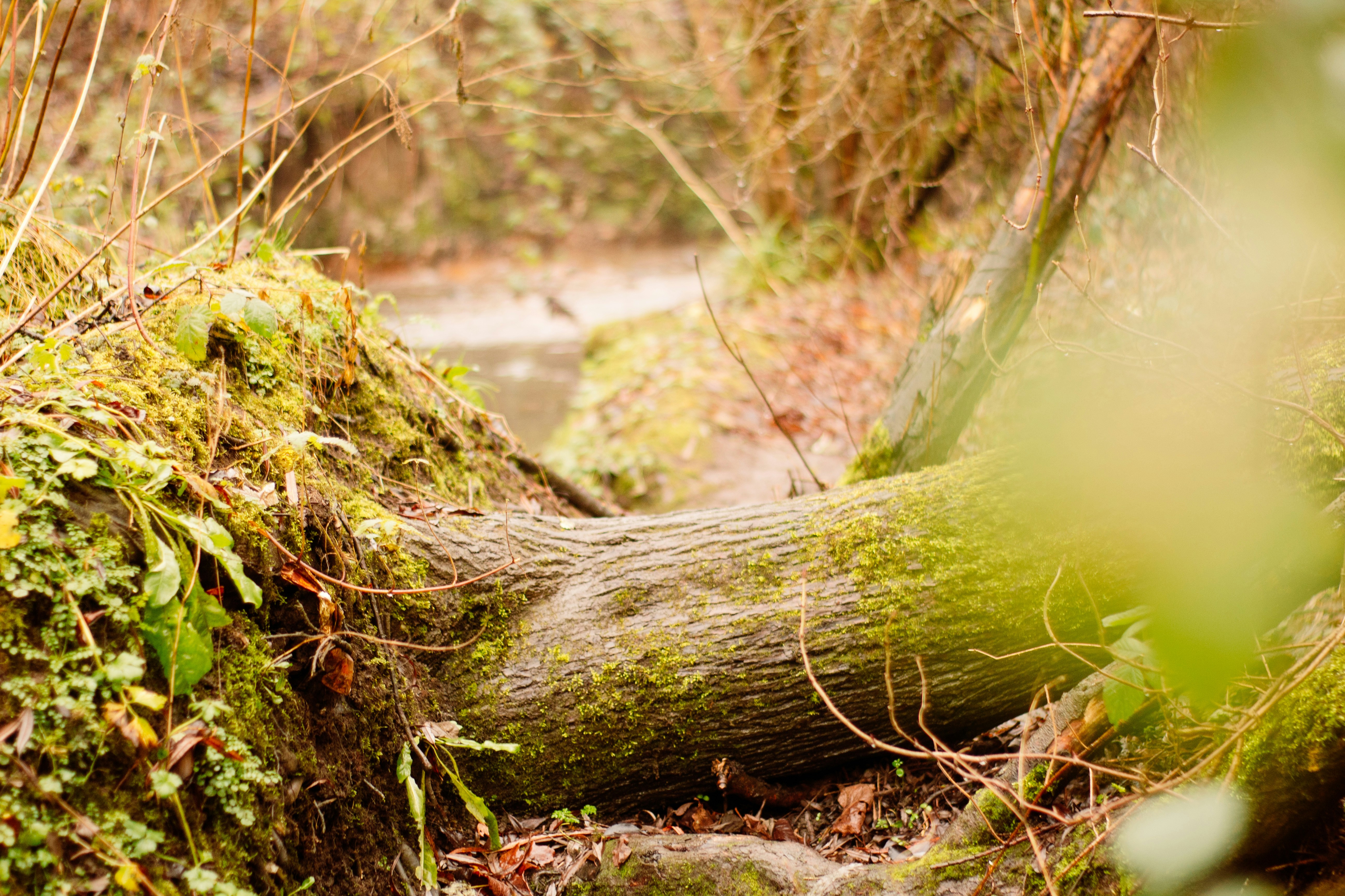 Photo by fern_and_fable