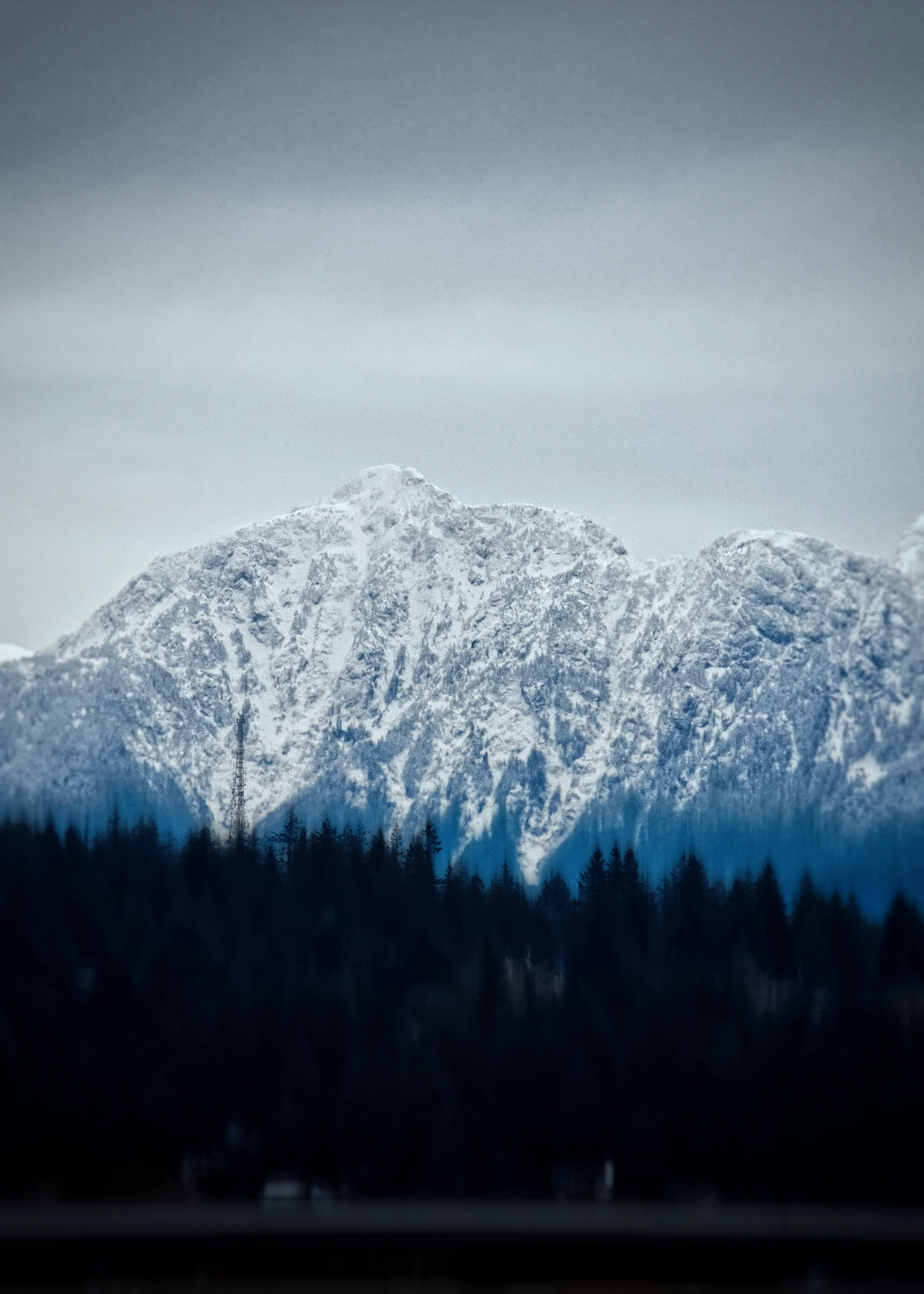 Snow-covered mountain range above dark pine forest.