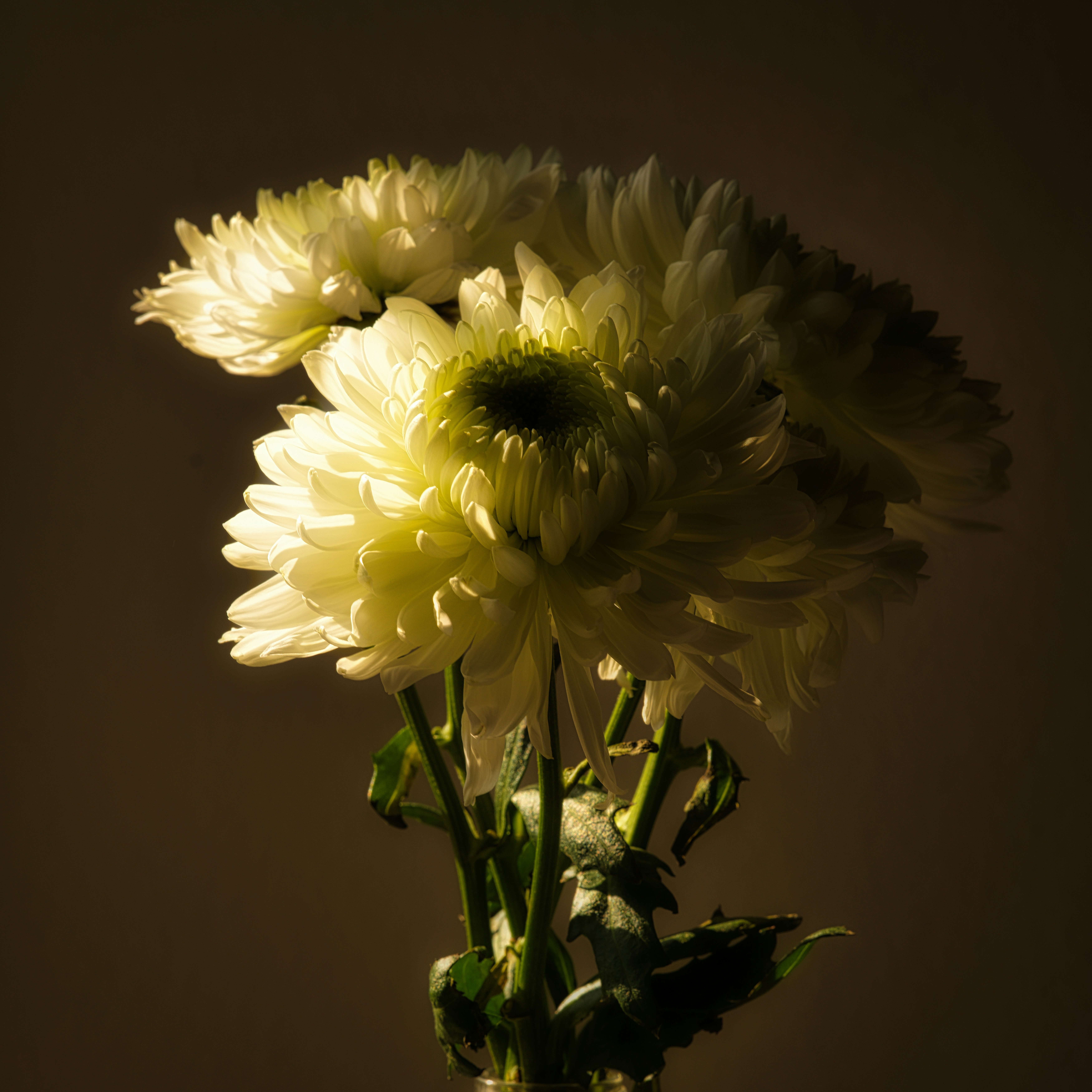 Photo by thephotochad