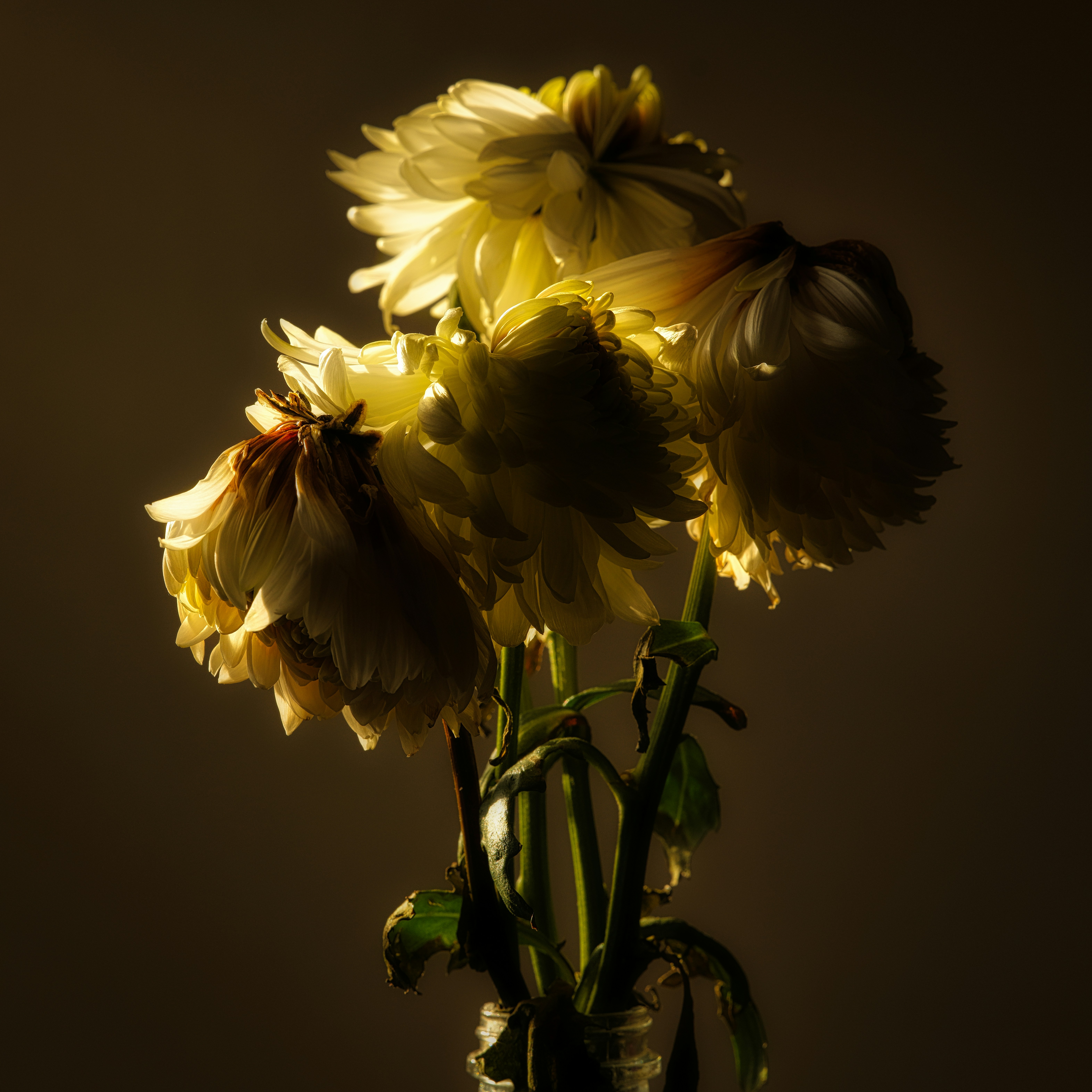 Photo by thephotochad