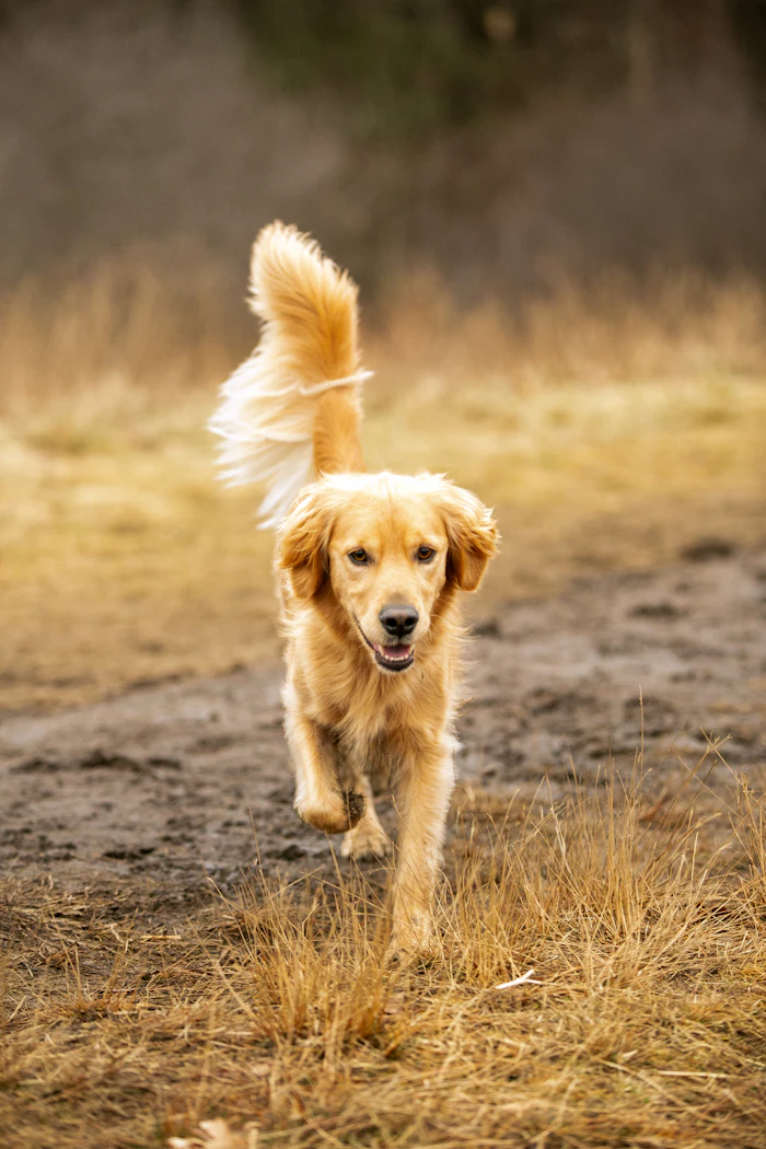 Golden retriever running