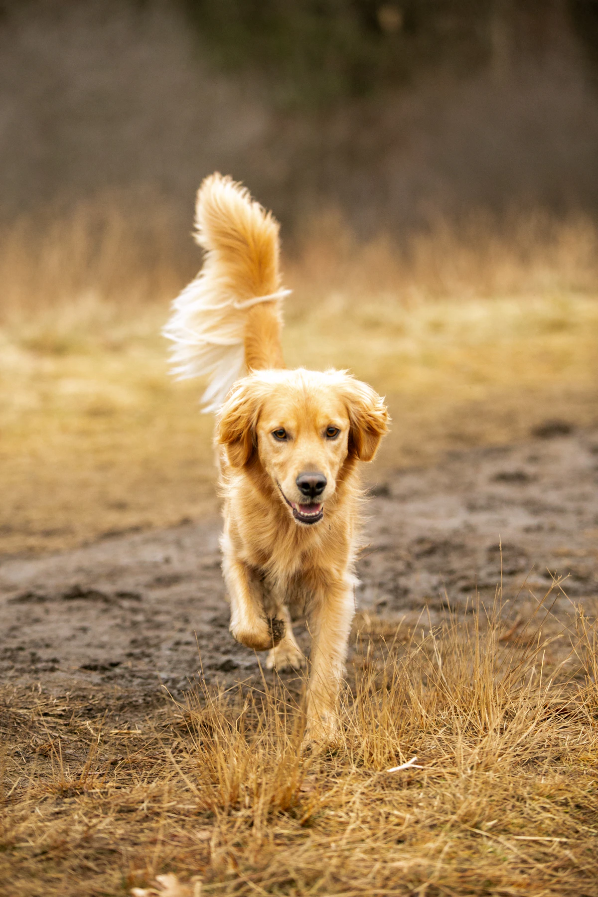 Hund – Symbolbild