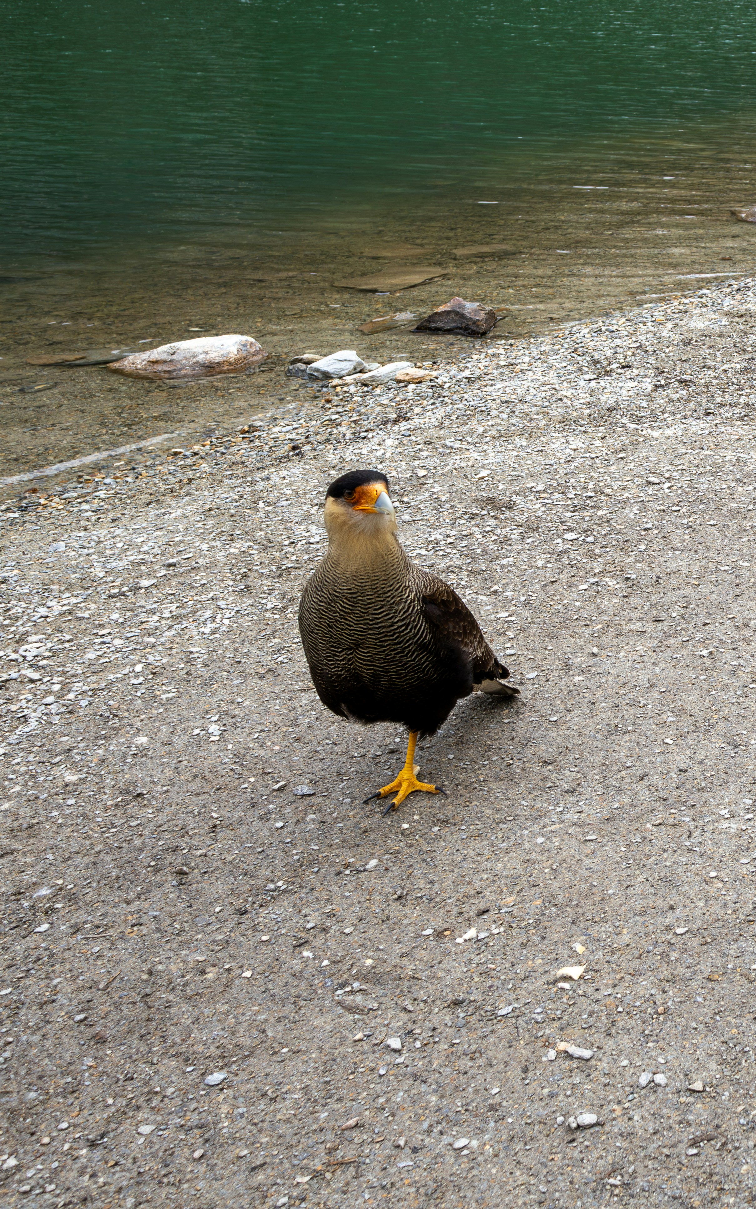 Crested Caracara (Carancho), photo taken in December 2025 in Patagonia, Argentina, Ushuaia, Tierra Del Fuego, Fin del Mundo :)