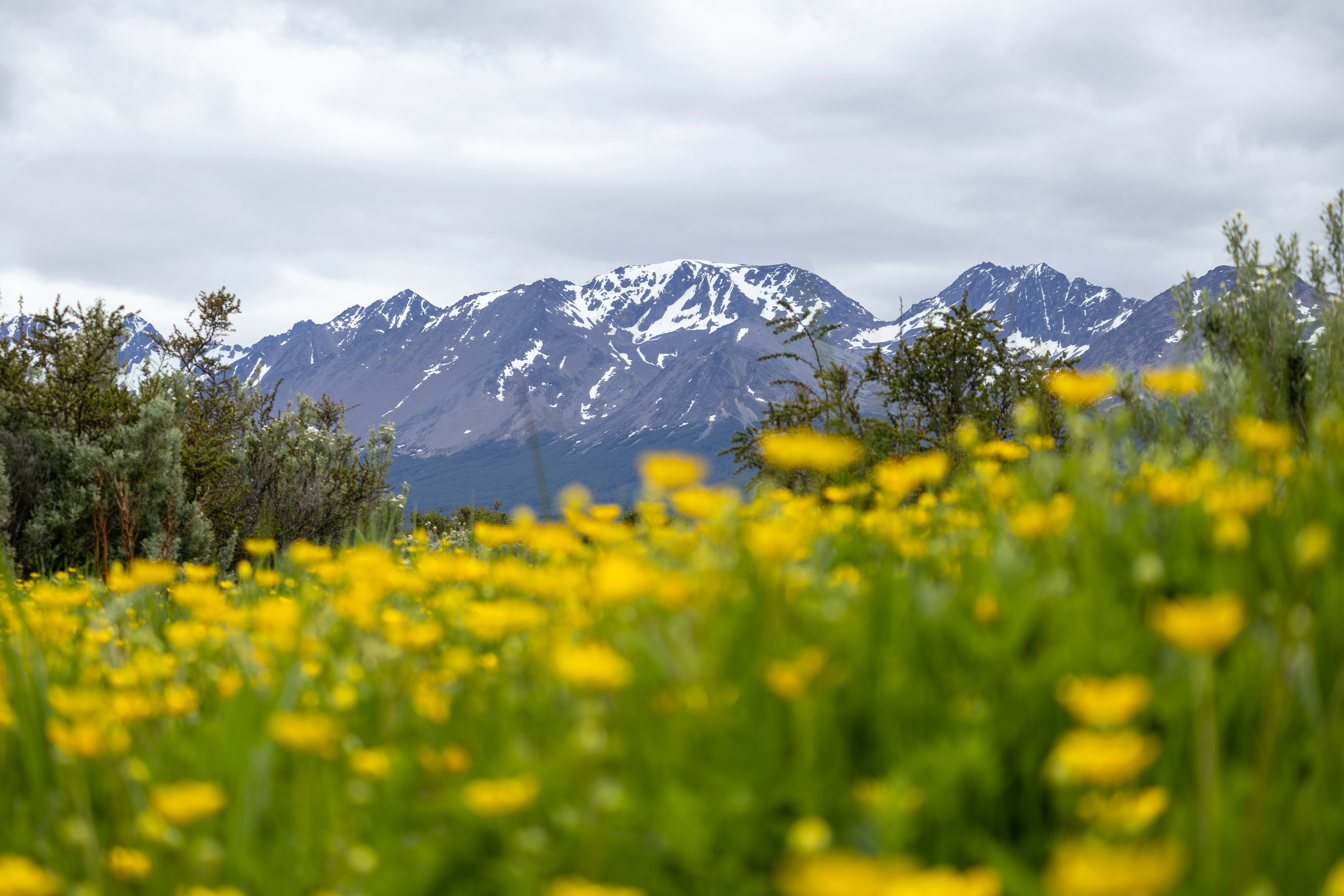 Yellow arnica montana wildflowers blooming in an alpine meadow, natural source of anti-inflammatory helenalin